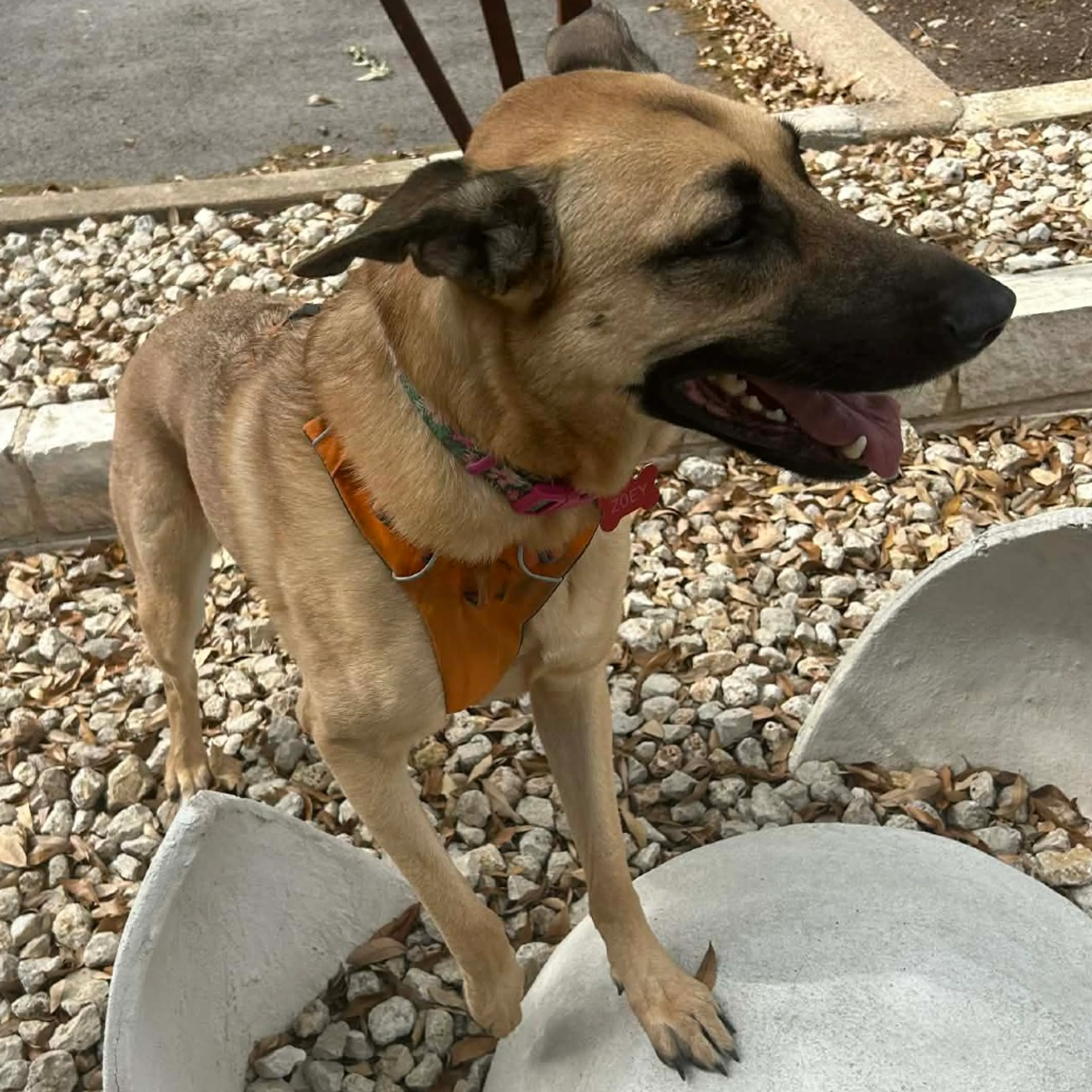 Found pet-6