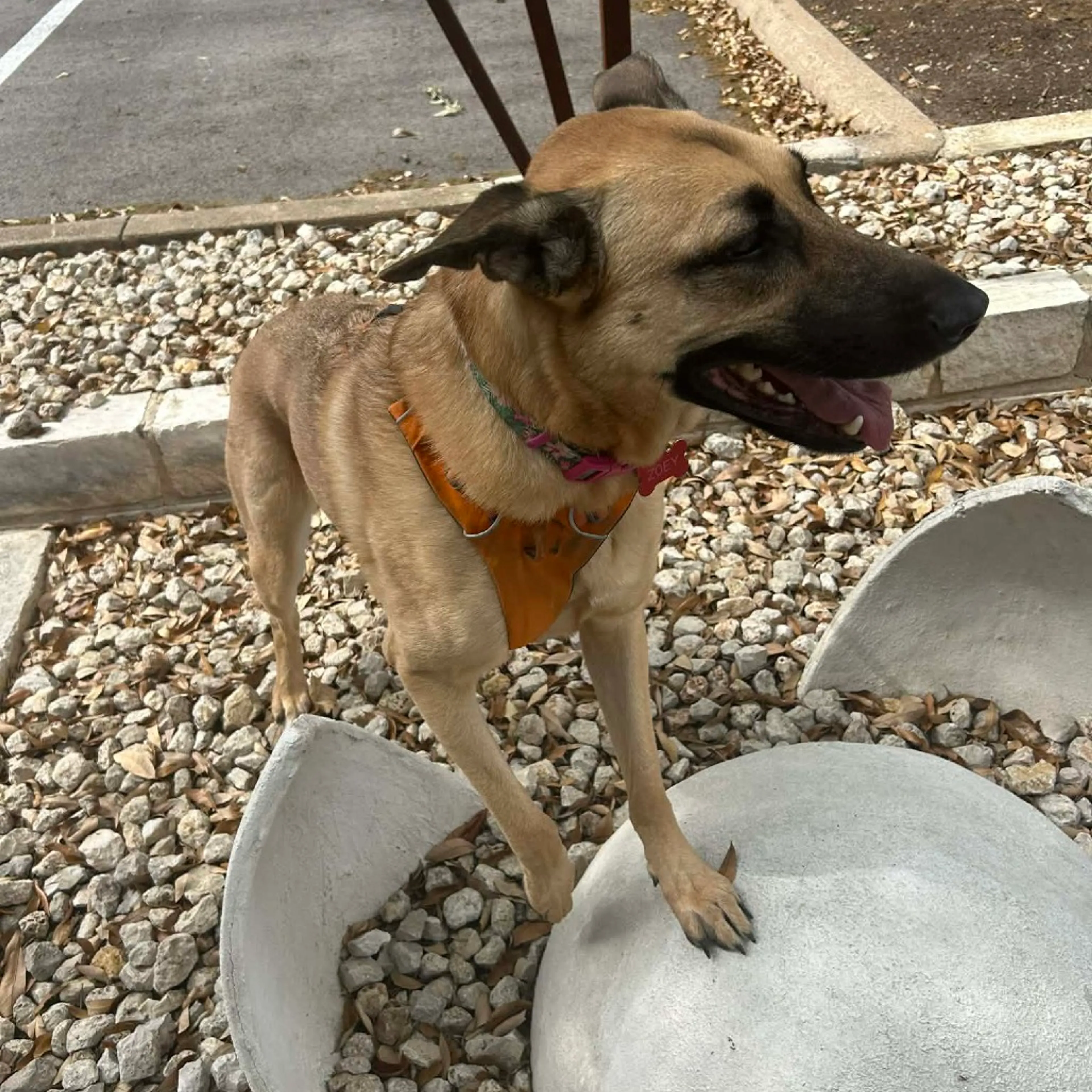Found pet-1