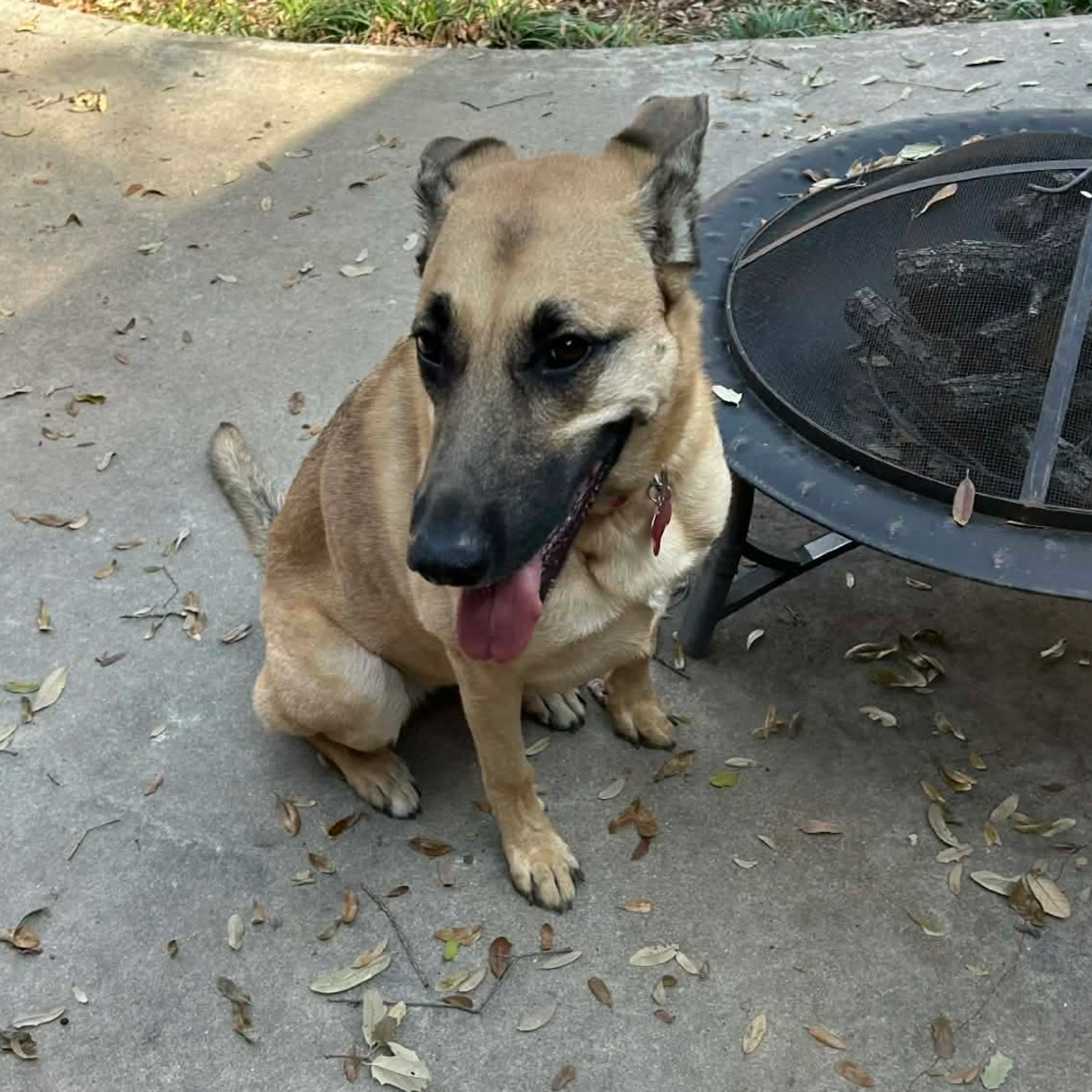 Found pet-2