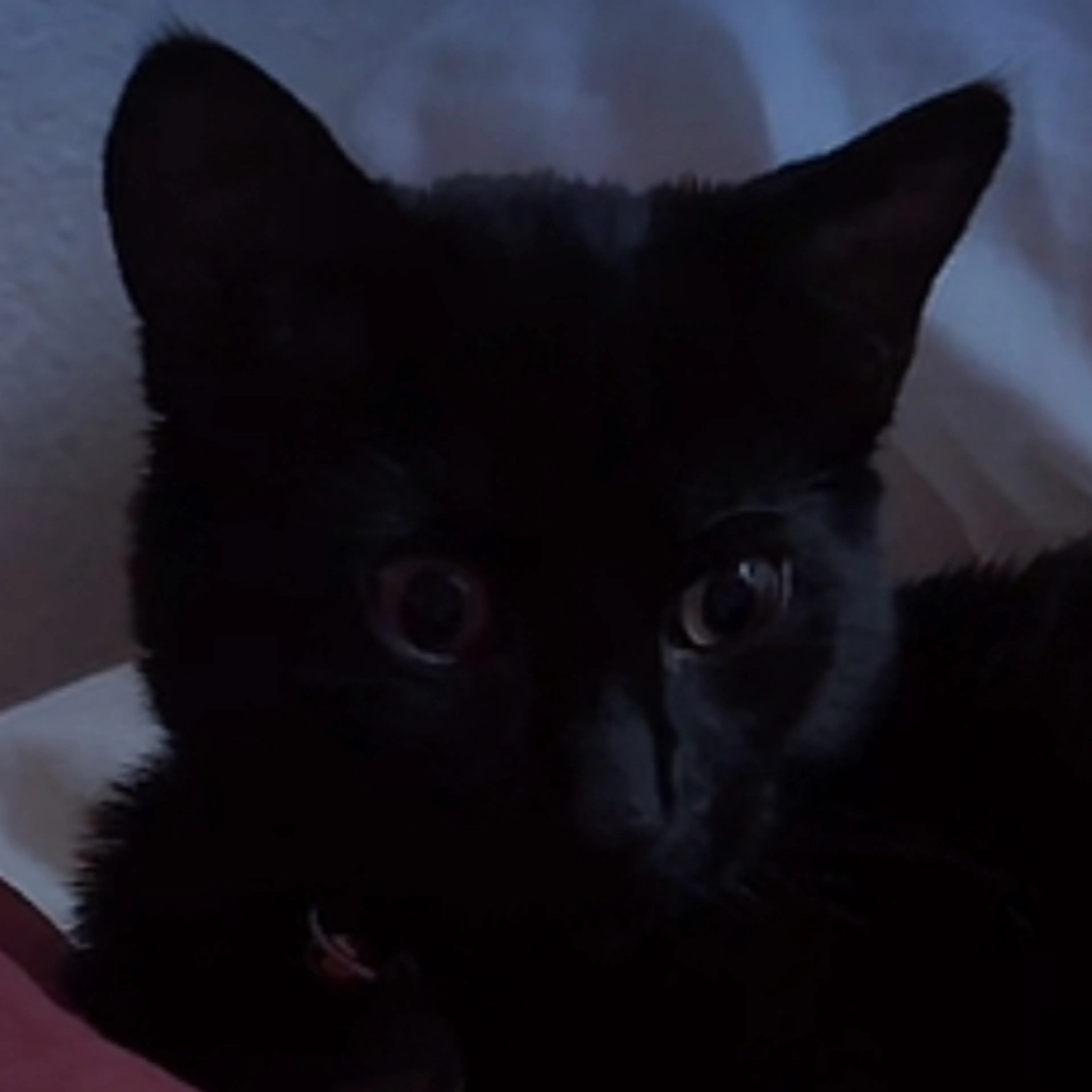 Lost pet-1