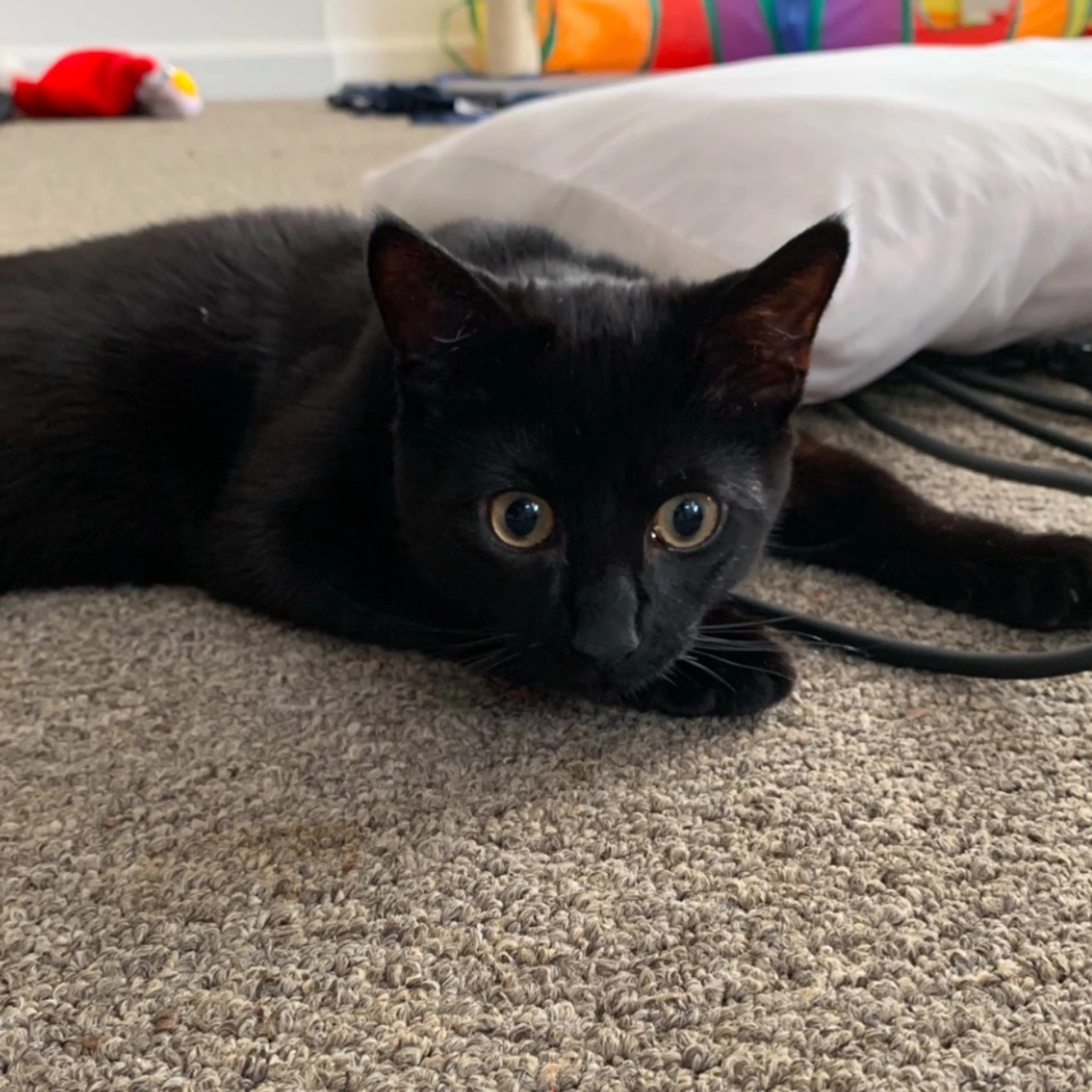 Lost pet-0