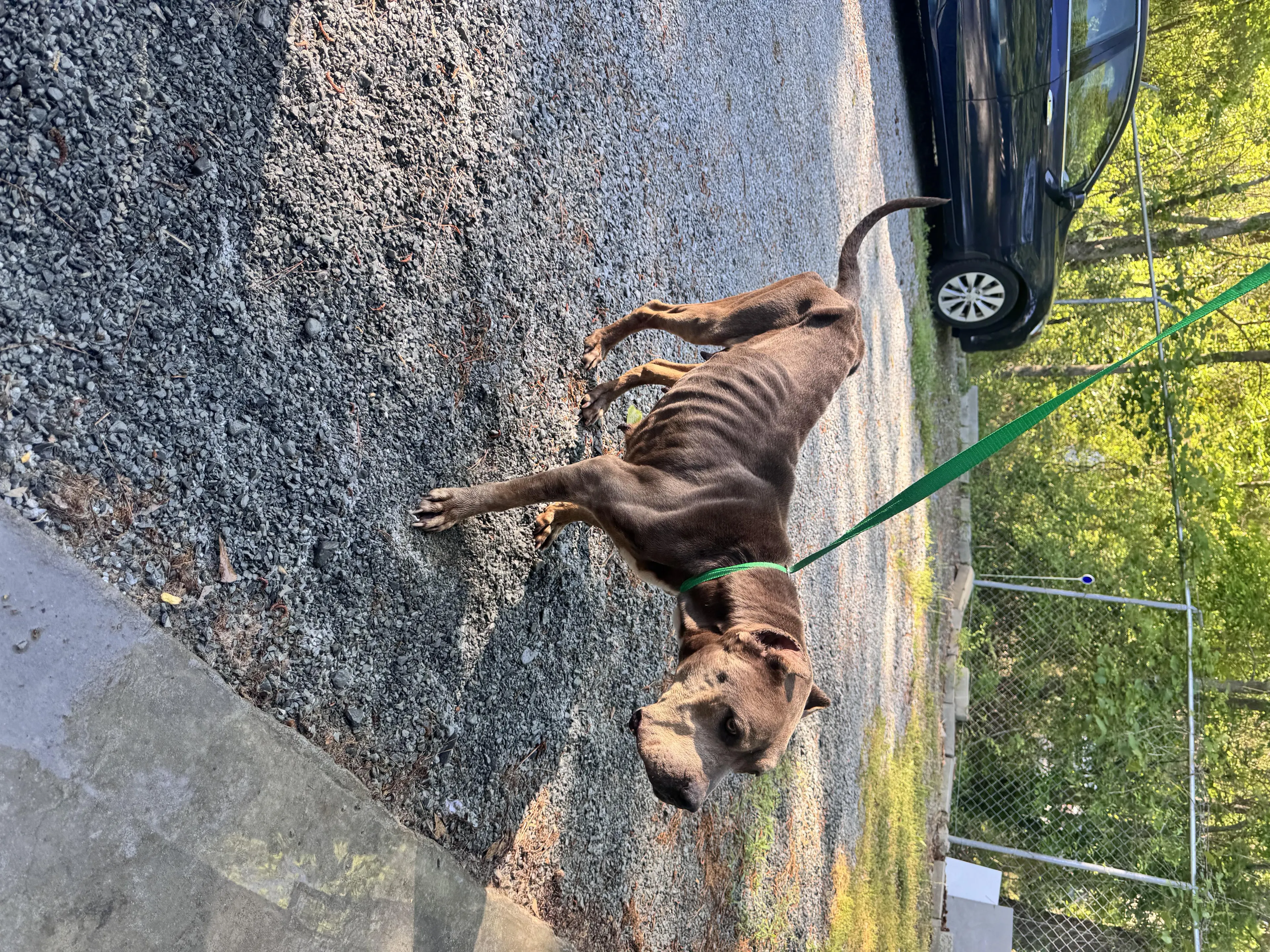 Found pet