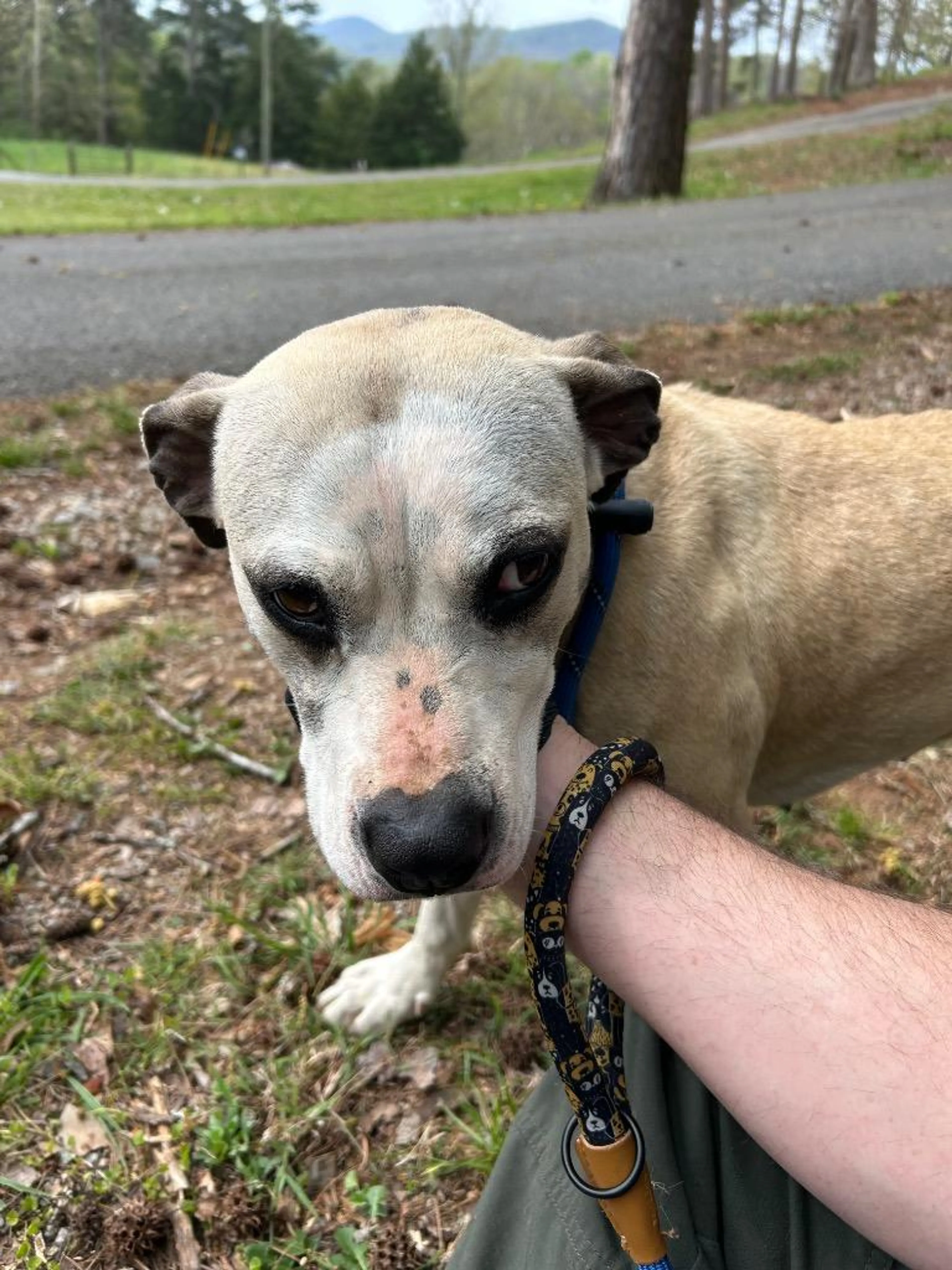 Found pet-0