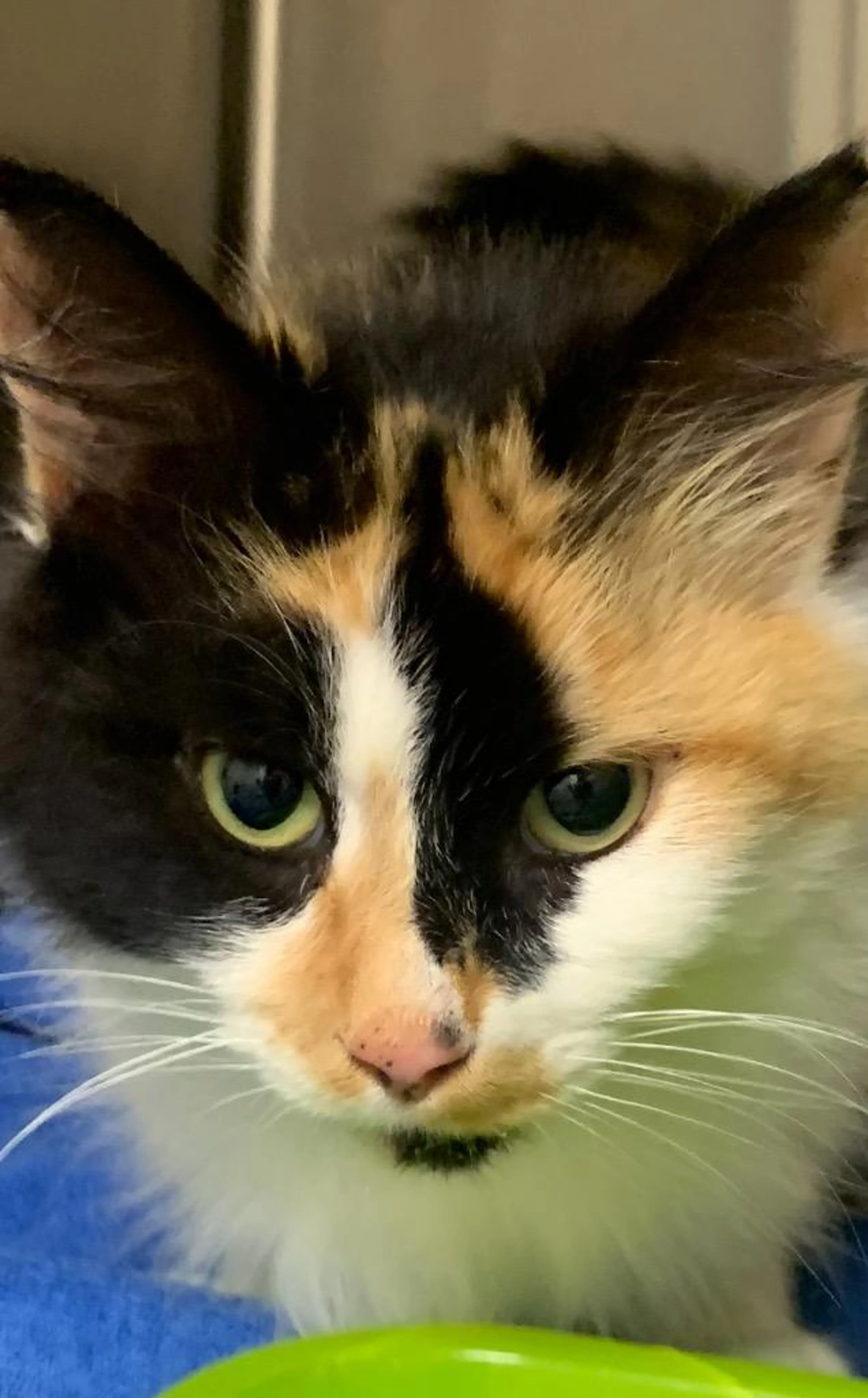 Found pet