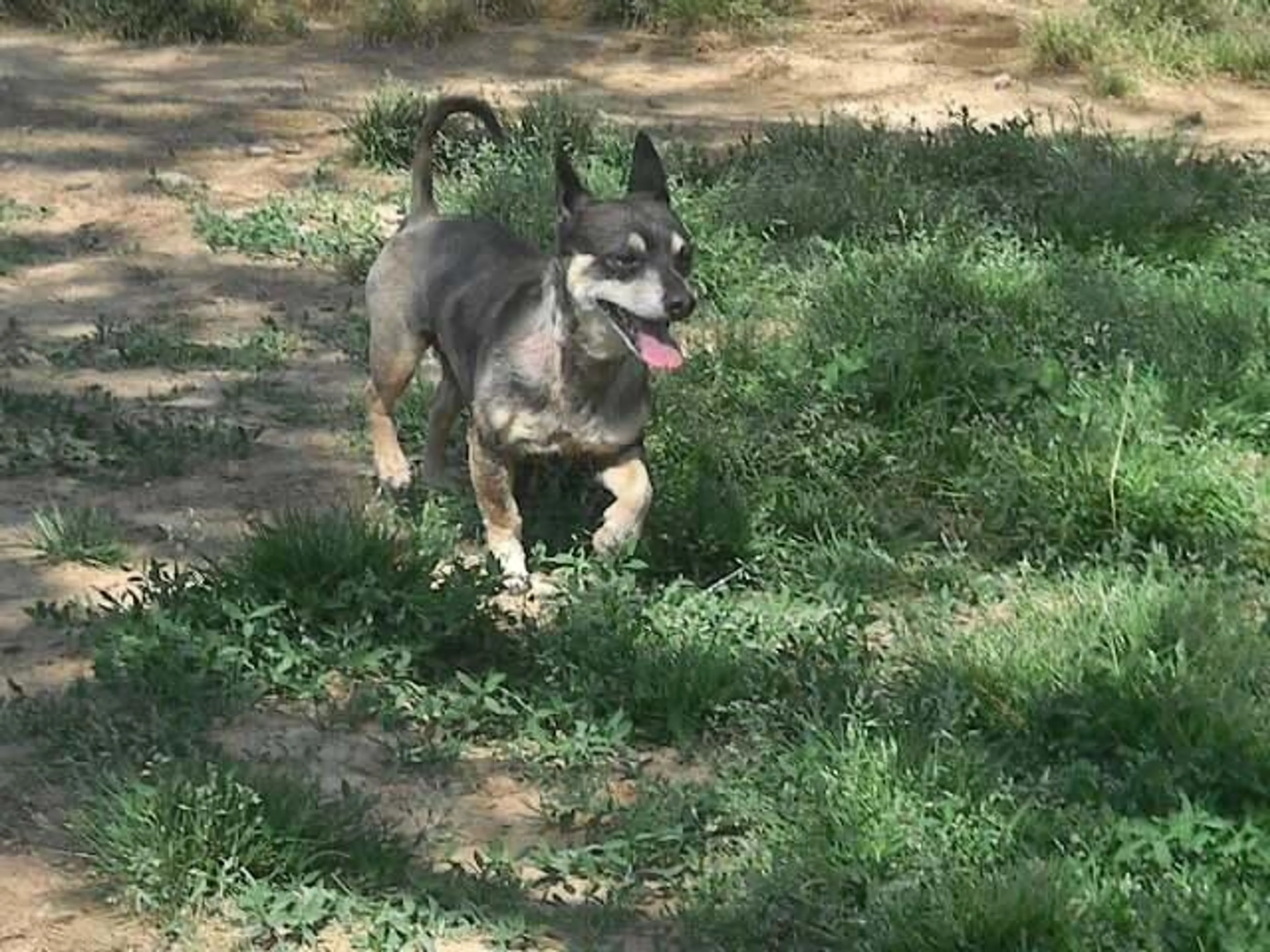 Found pet-1