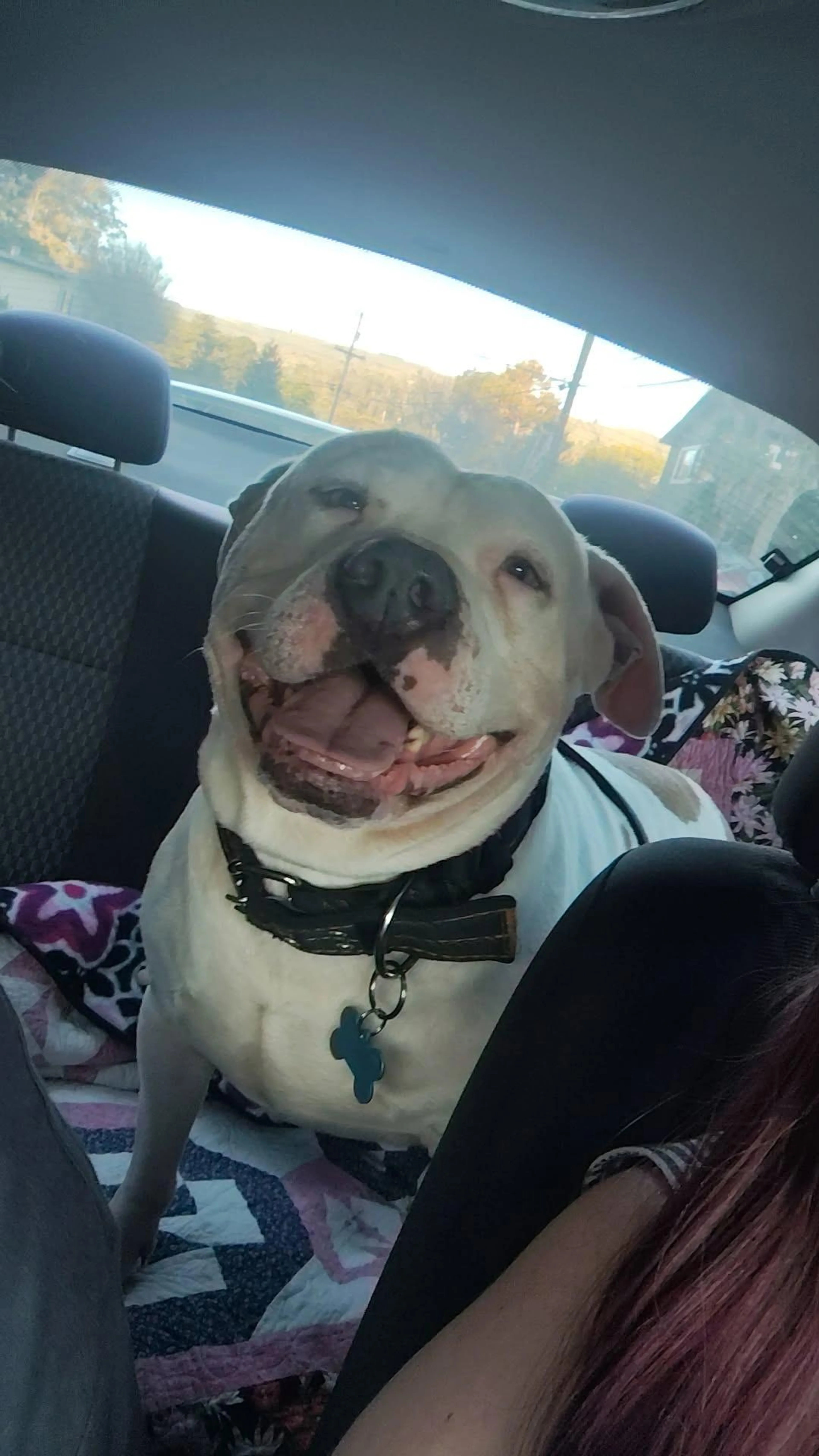 Found pet-1