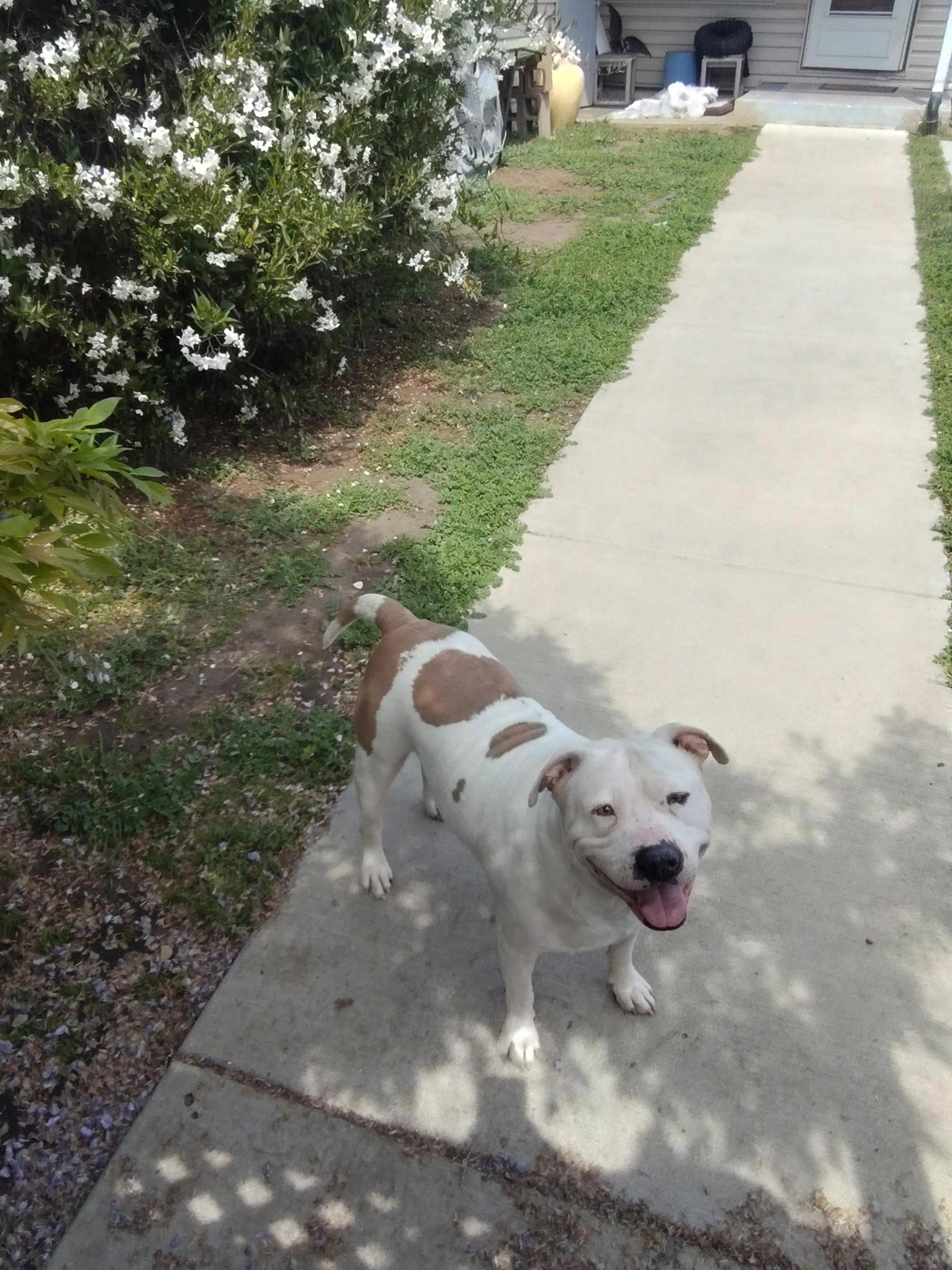 Found pet-3