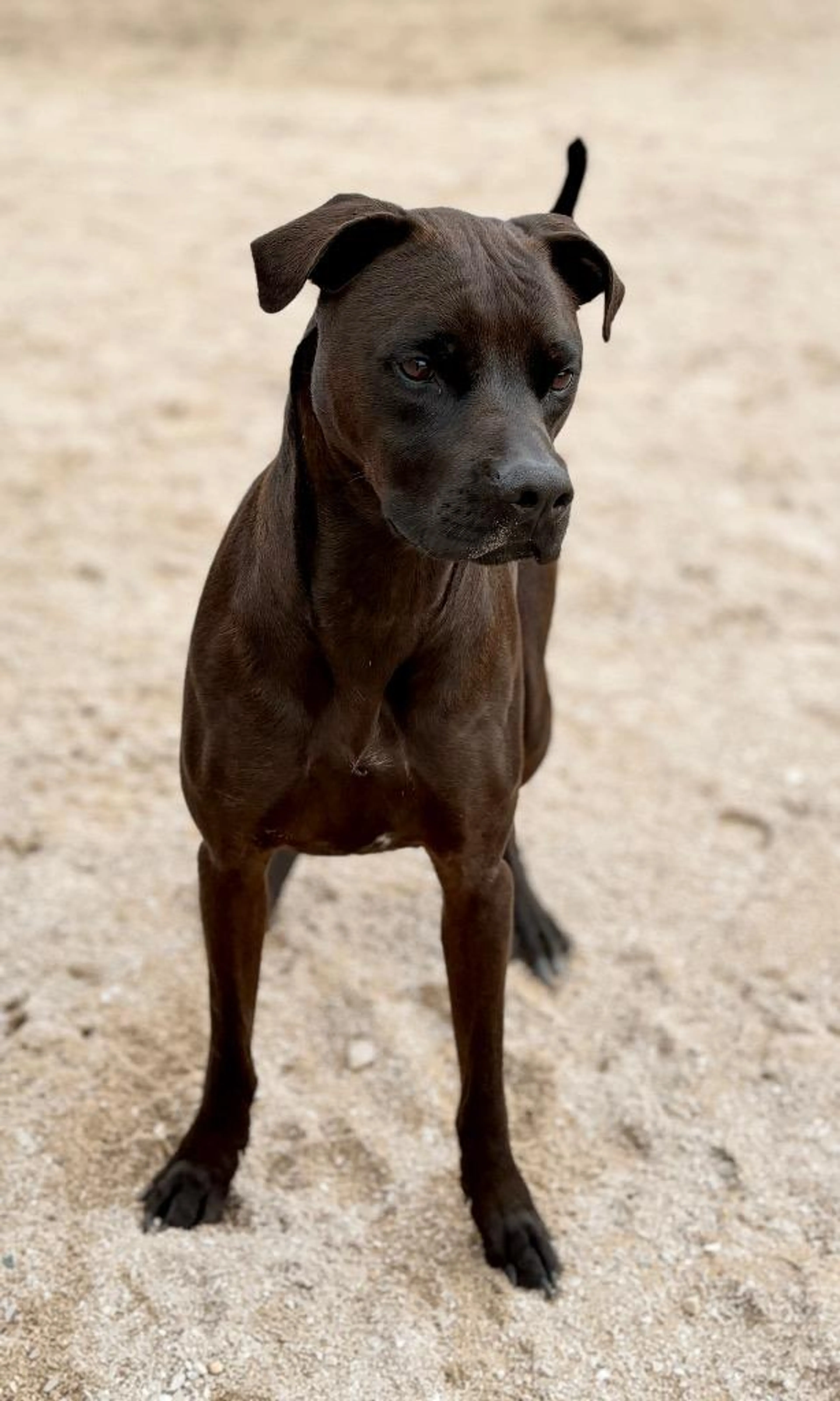 Found pet-2