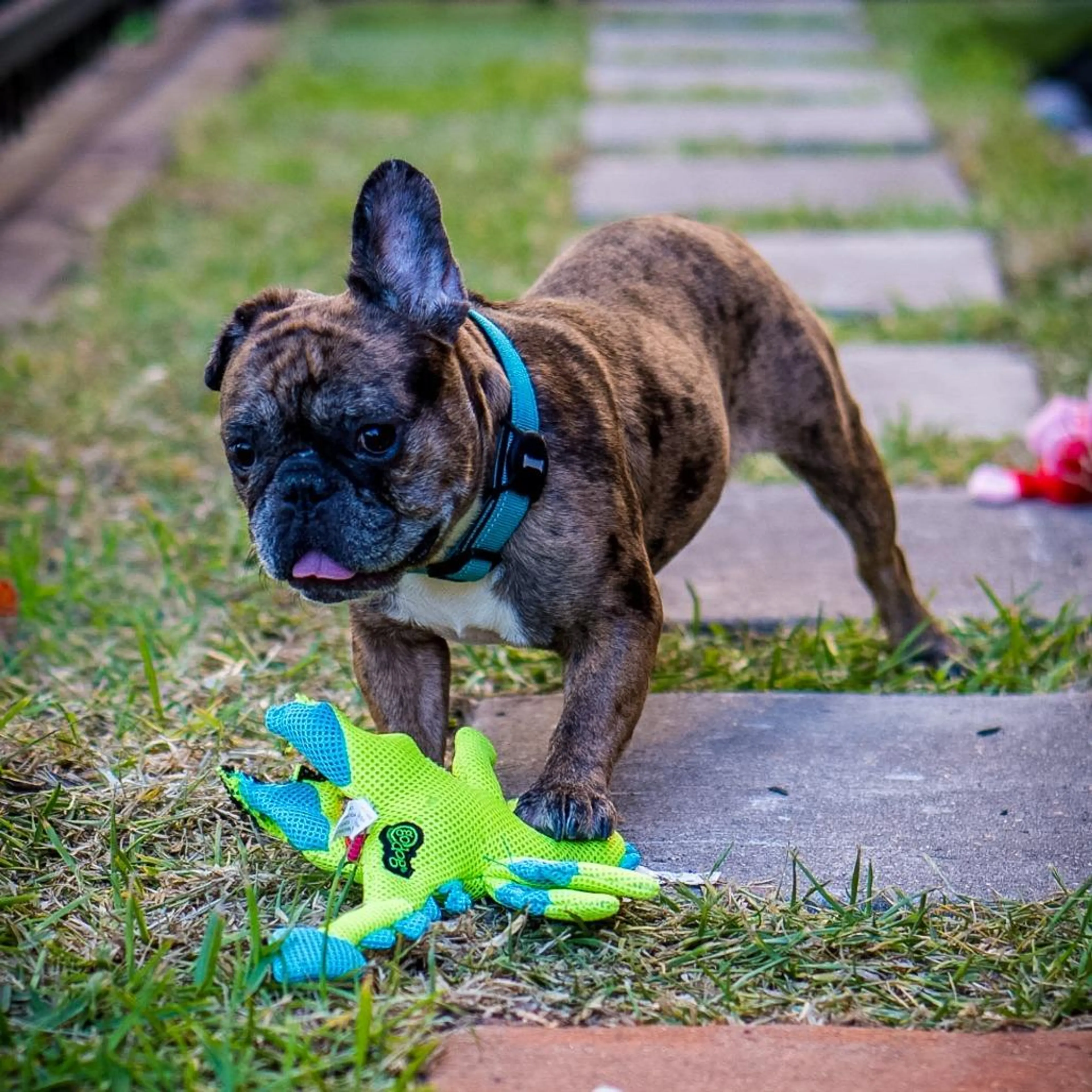 Found pet-1