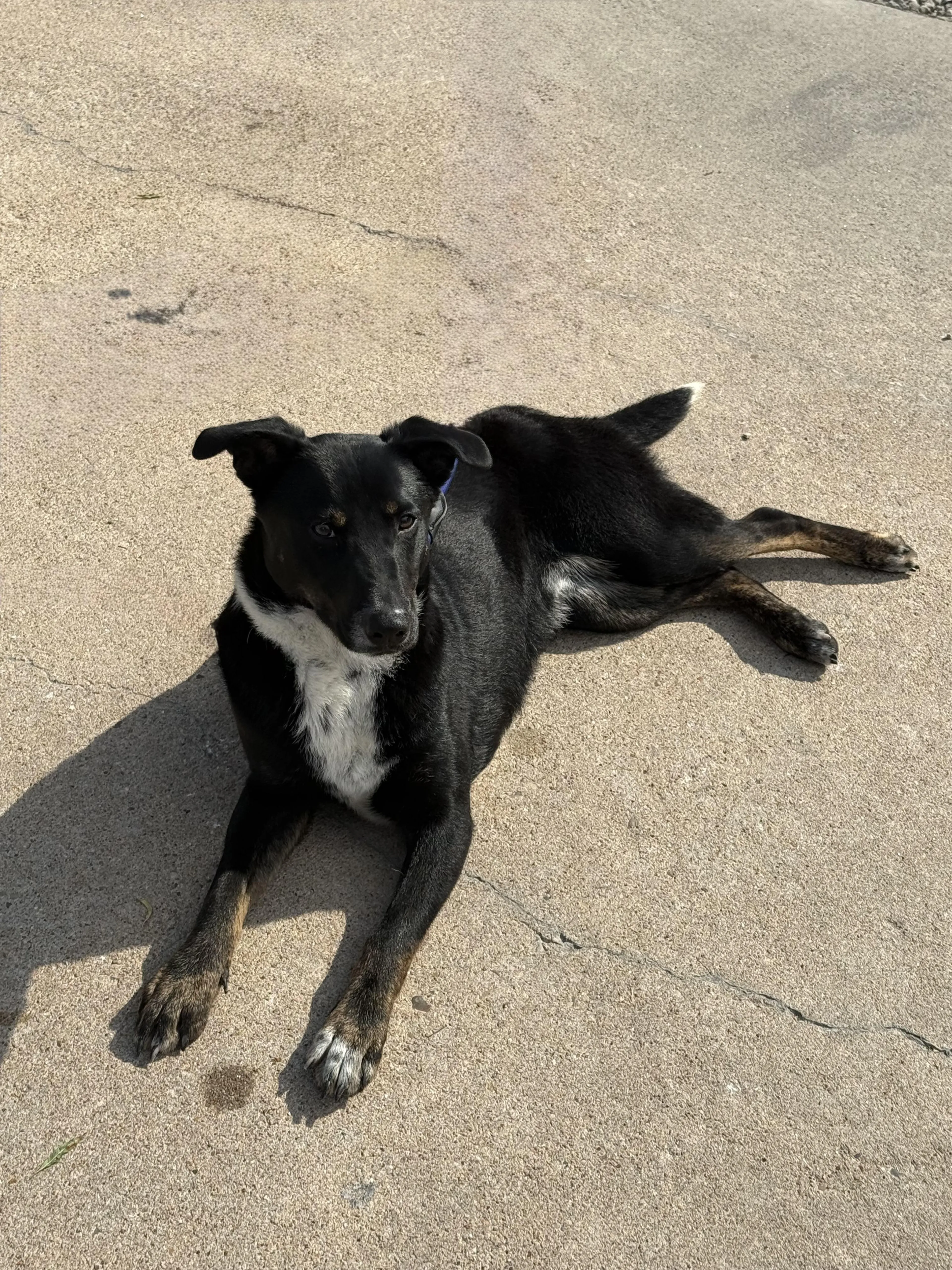 Found pet-4