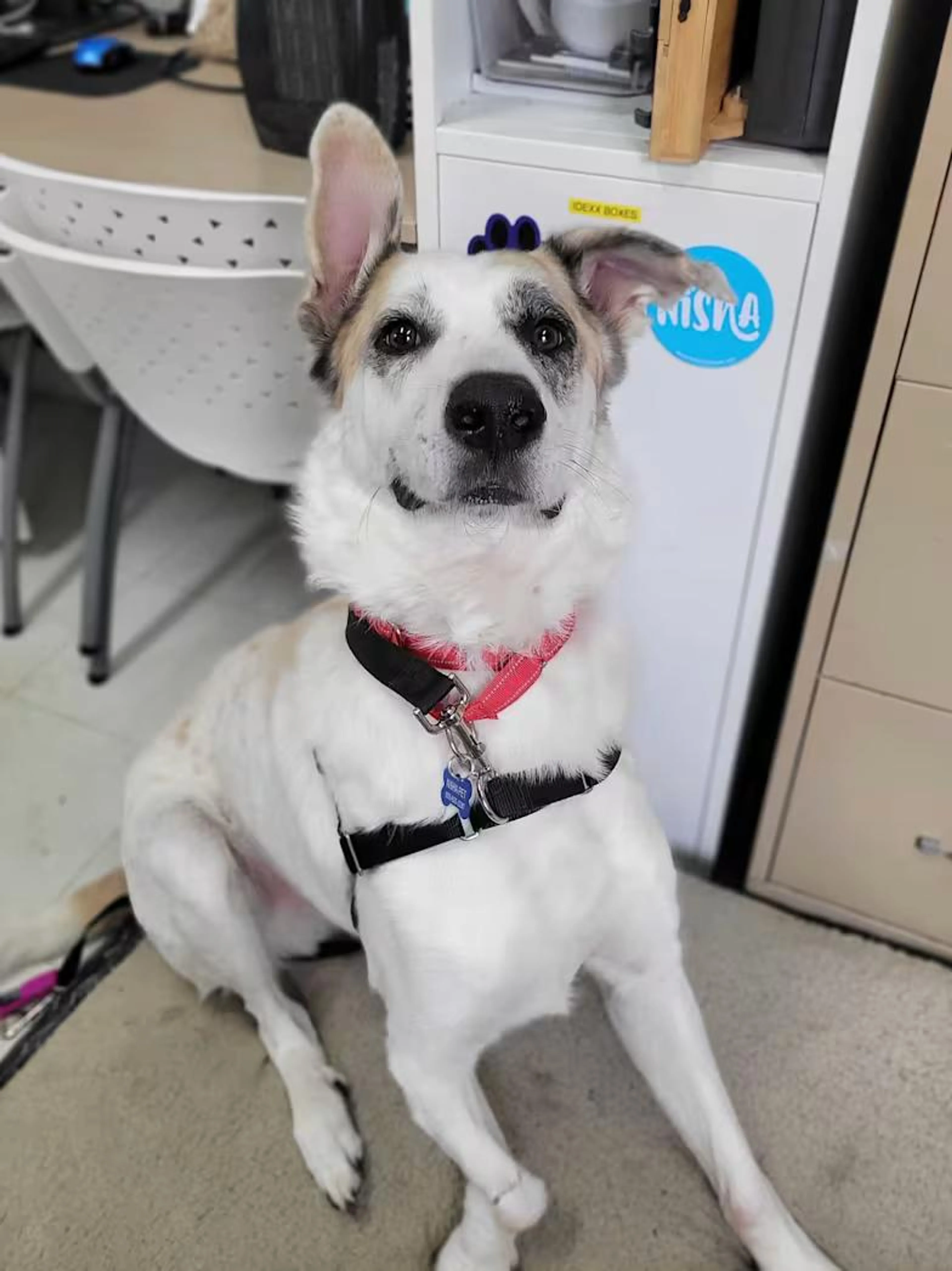 Found pet-1