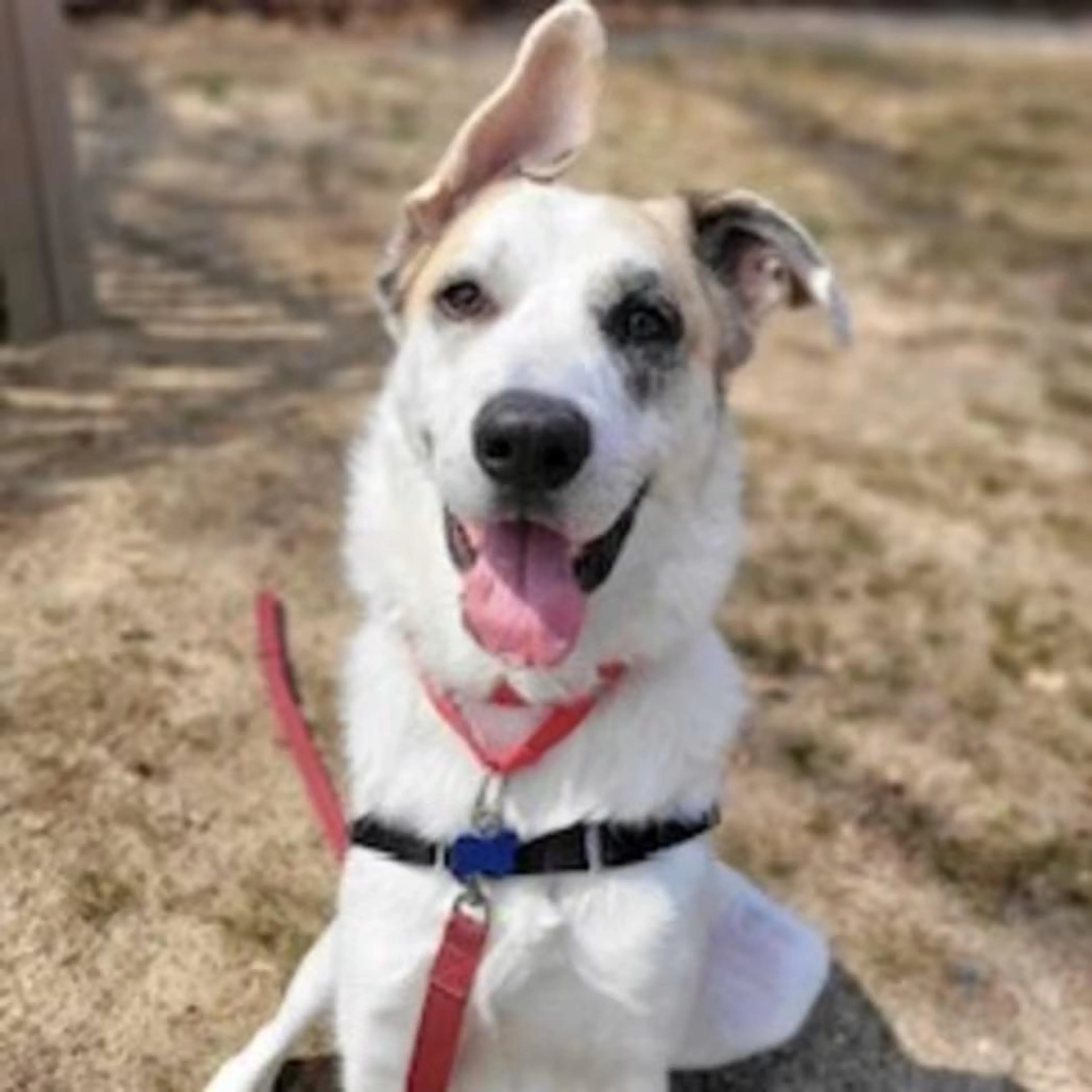 Found pet-2