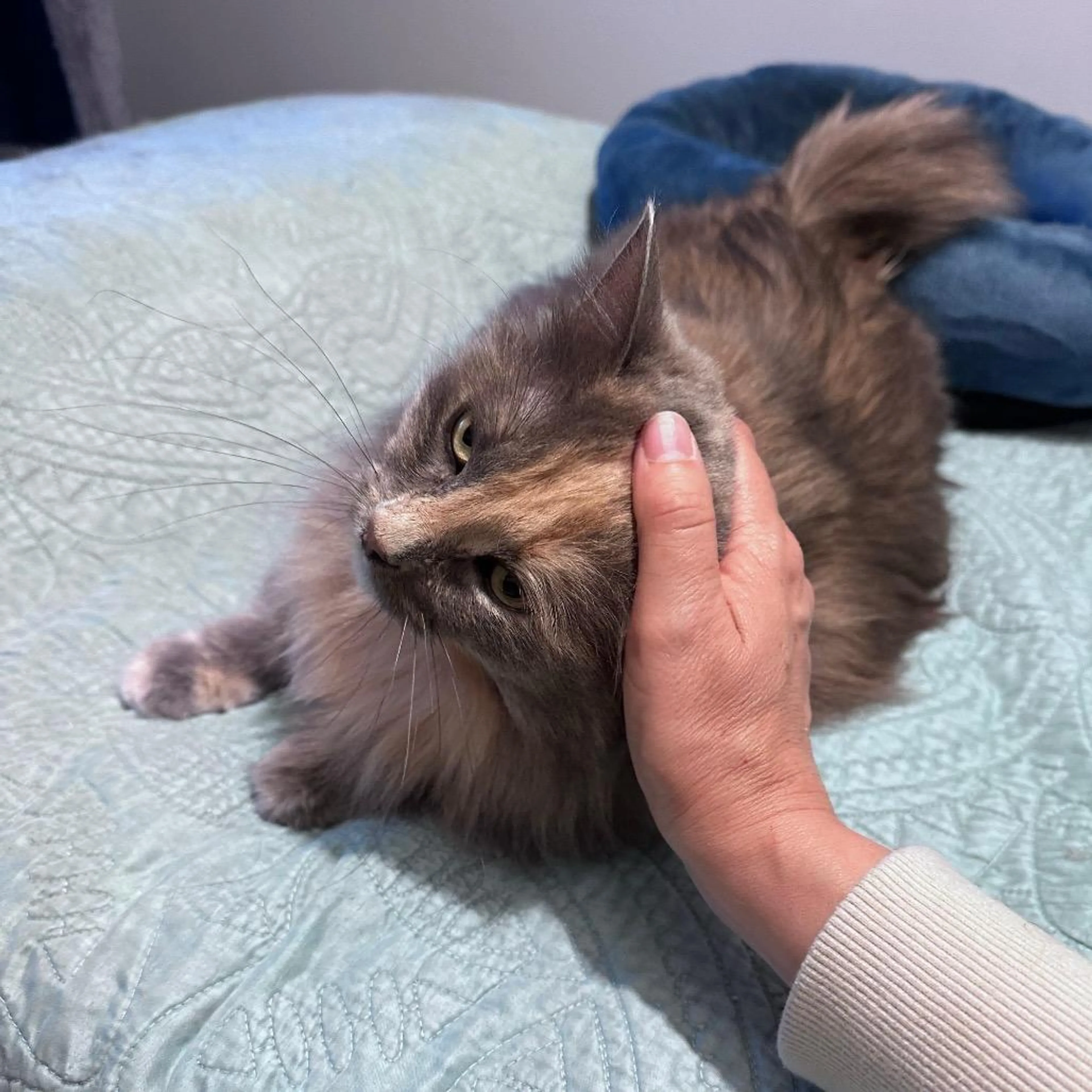 Found pet-0