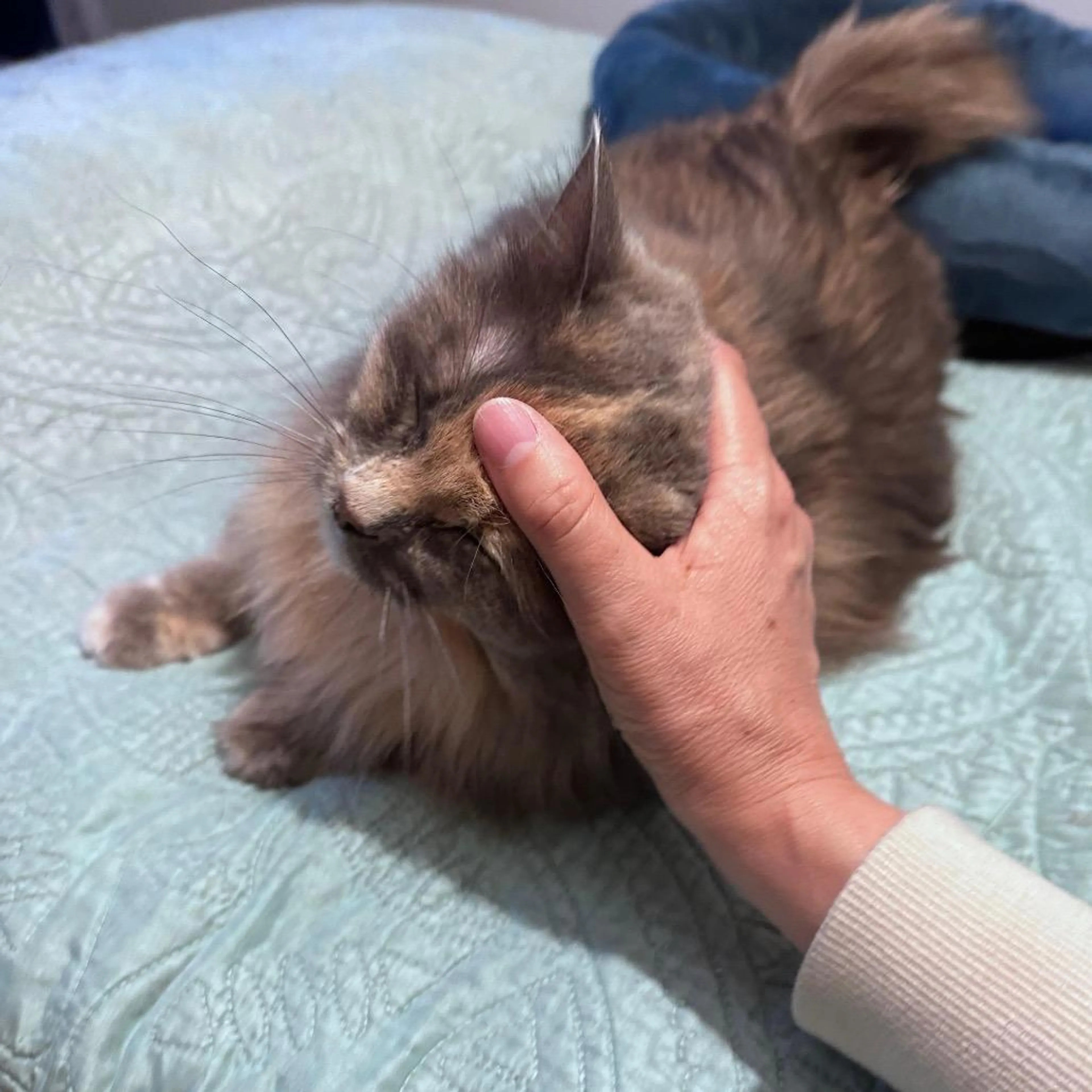 Found pet-4