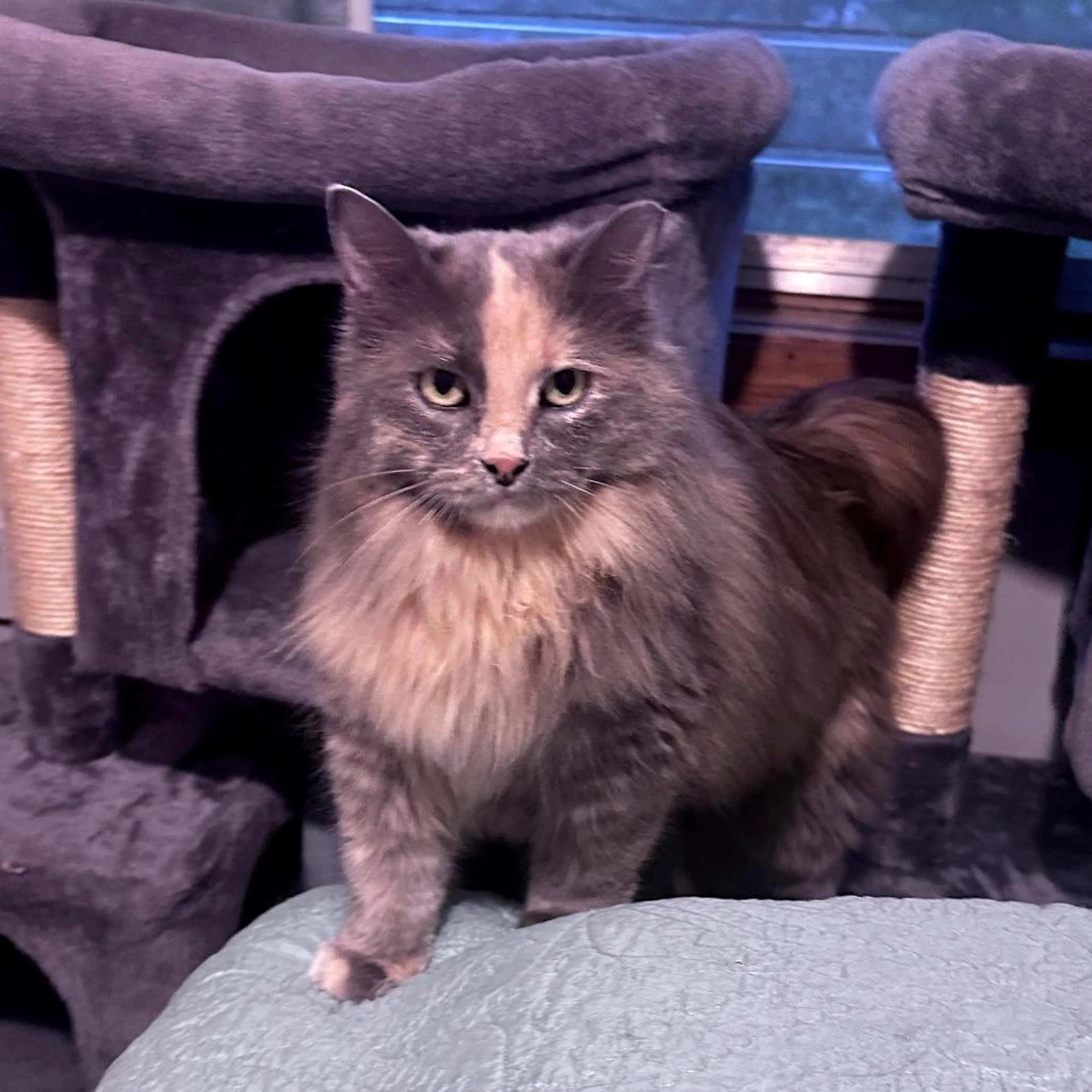 Found pet-2