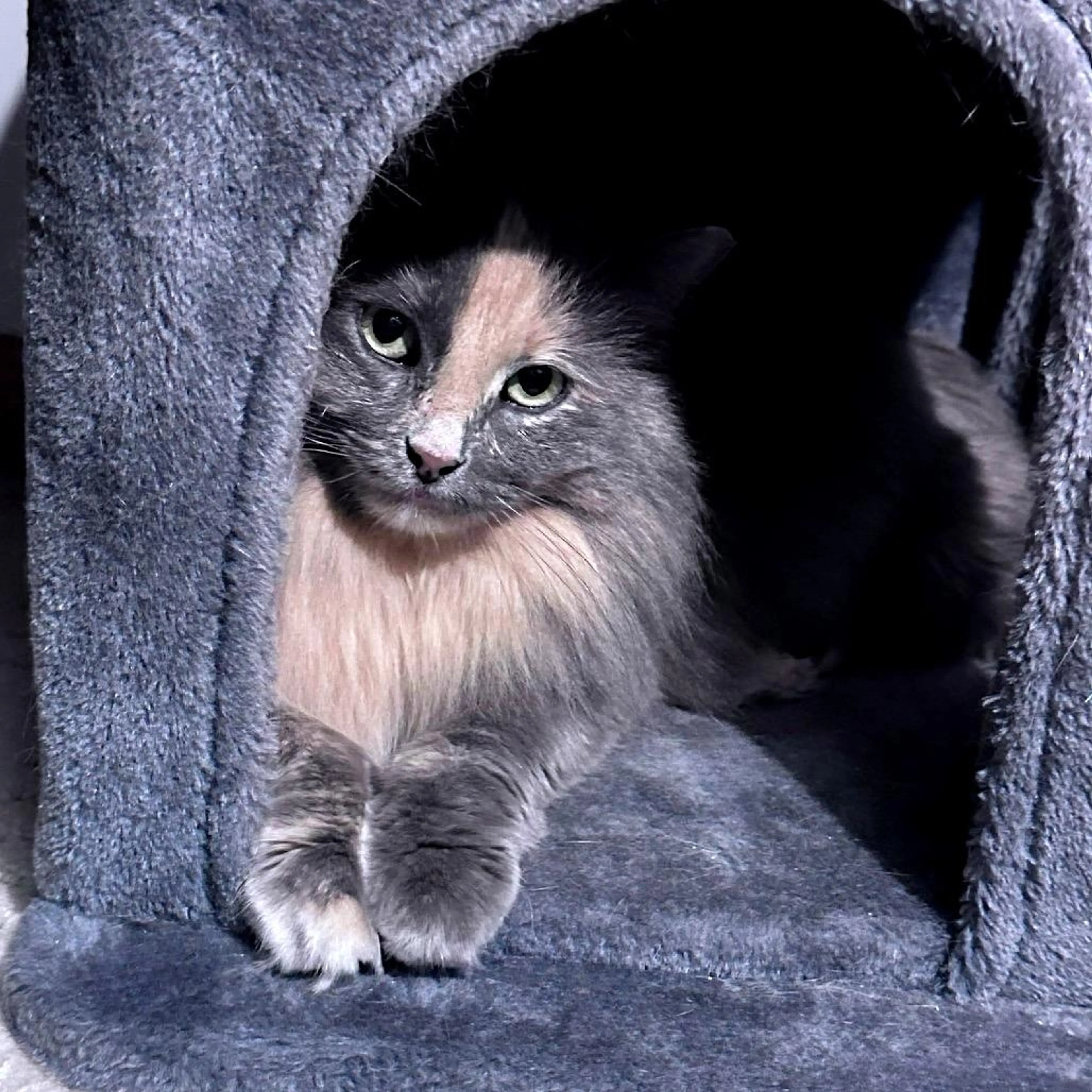 Found pet-3
