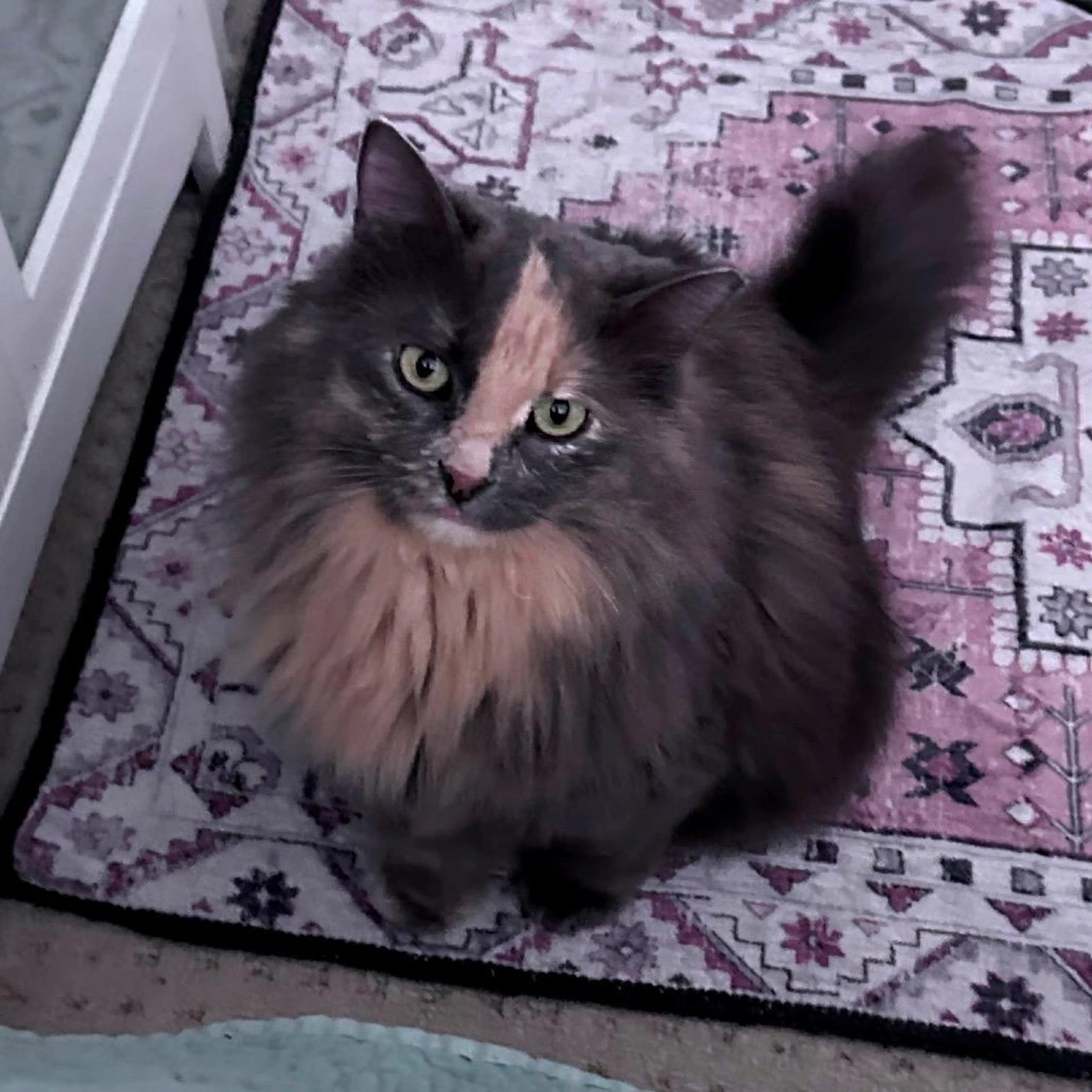 Found pet-1