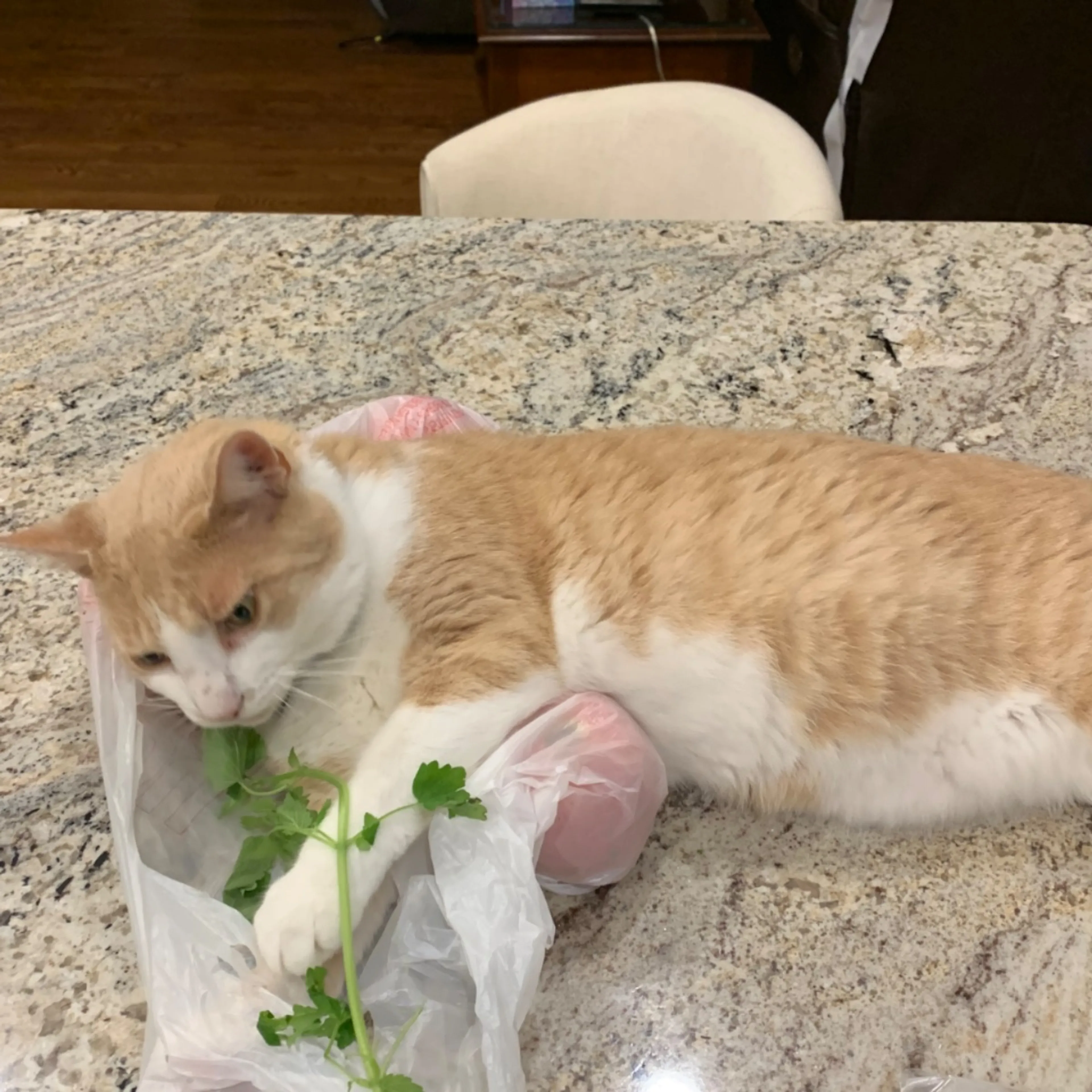 Lost pet-0