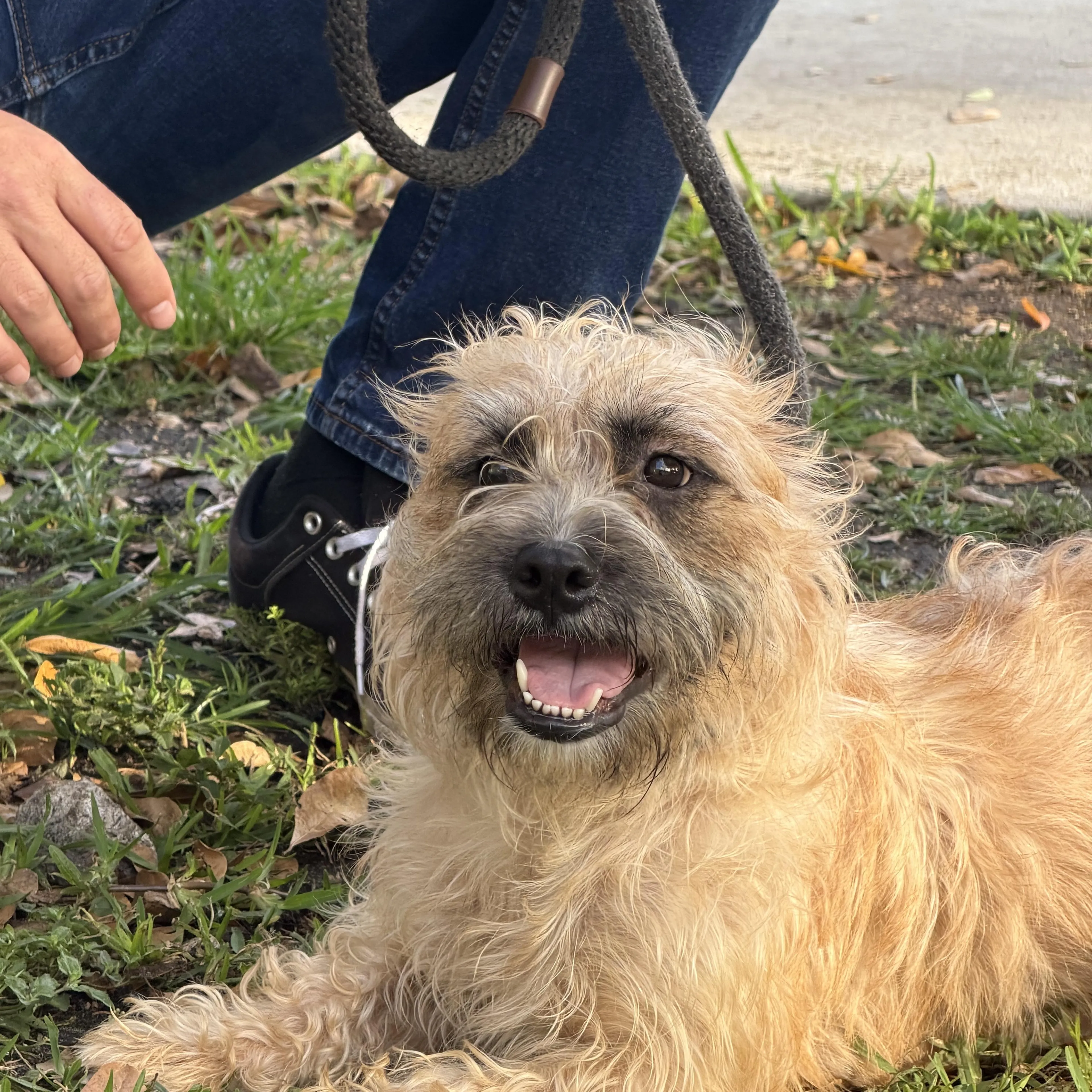 Found pet