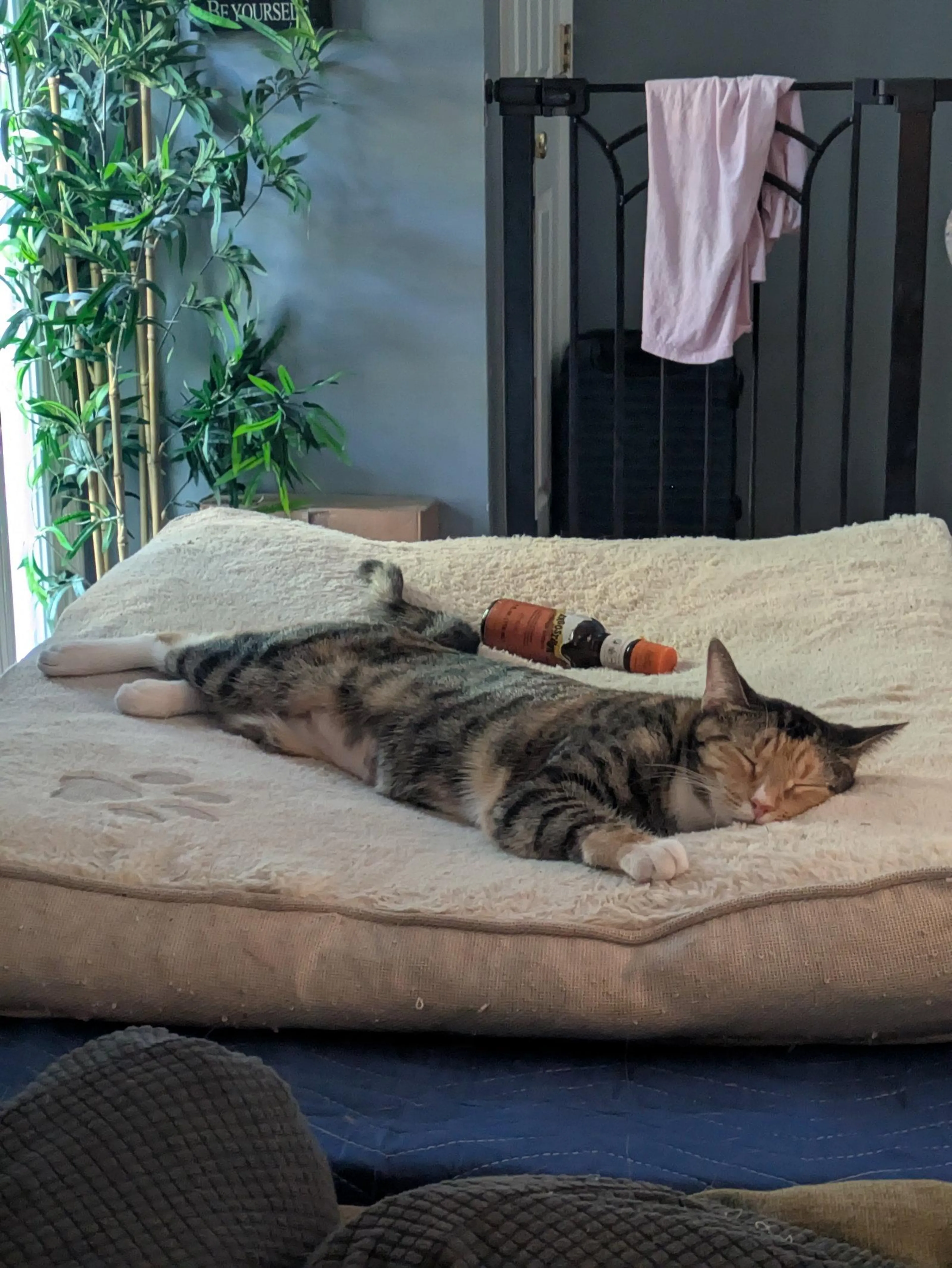 Found pet-0