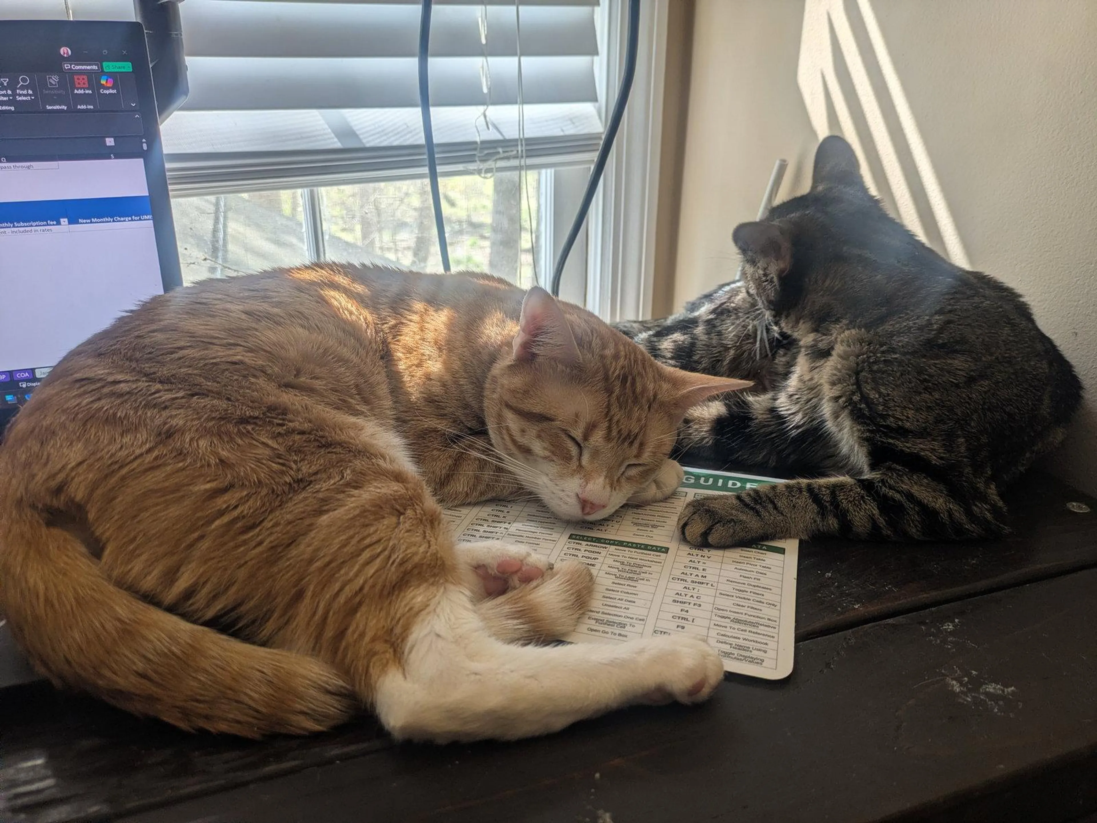 Found pet-1