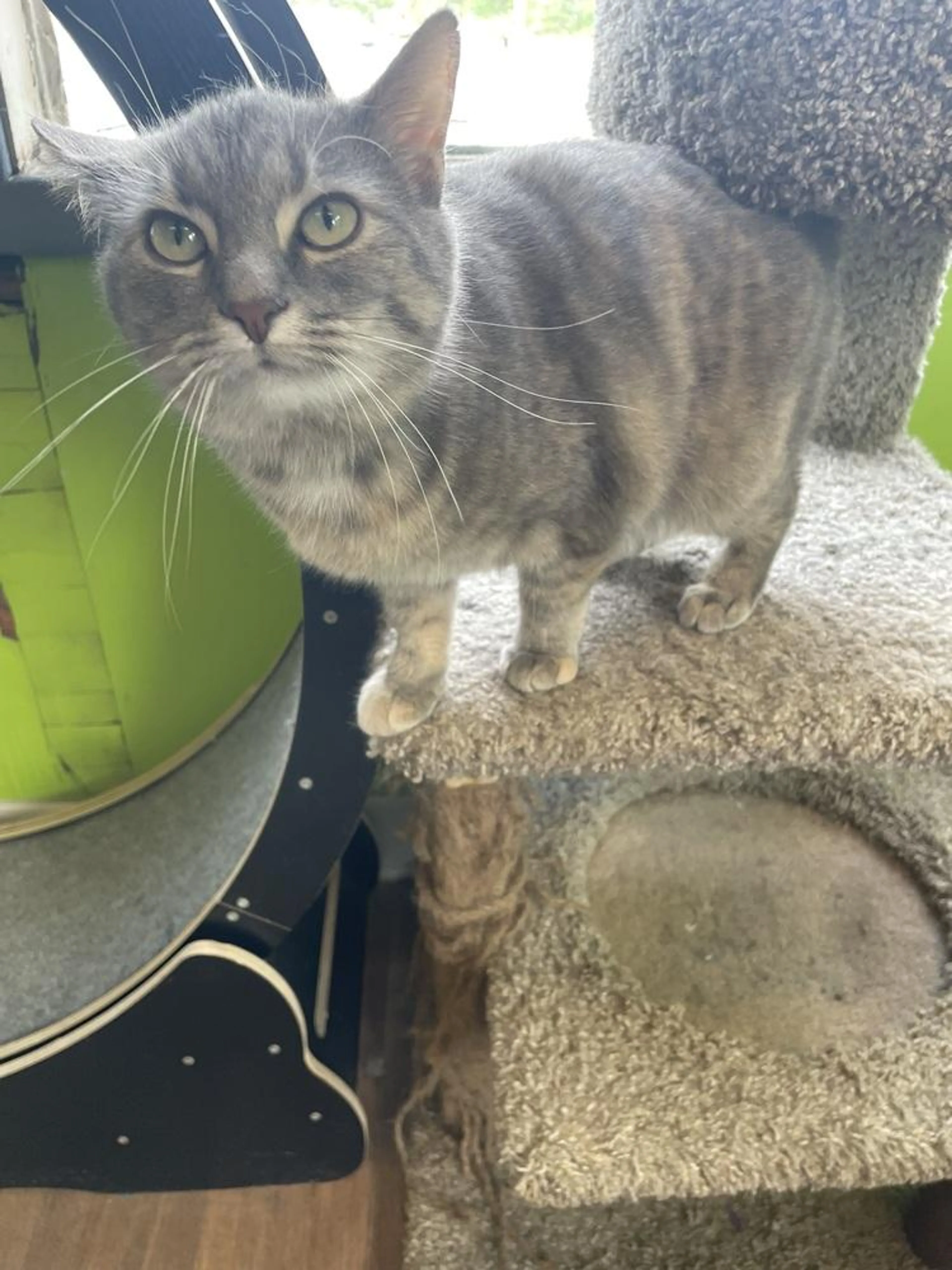 Found pet-1