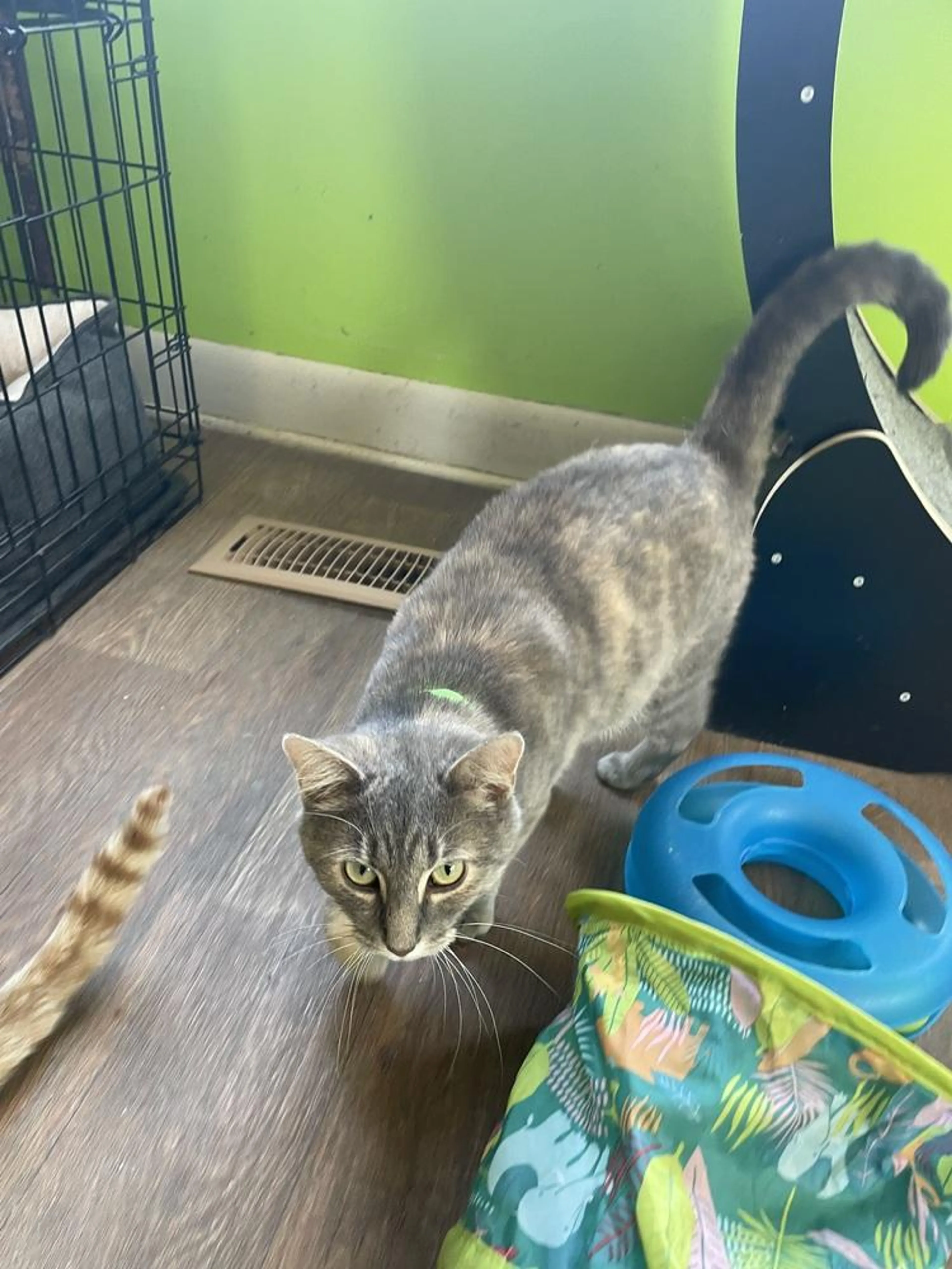 Found pet-0