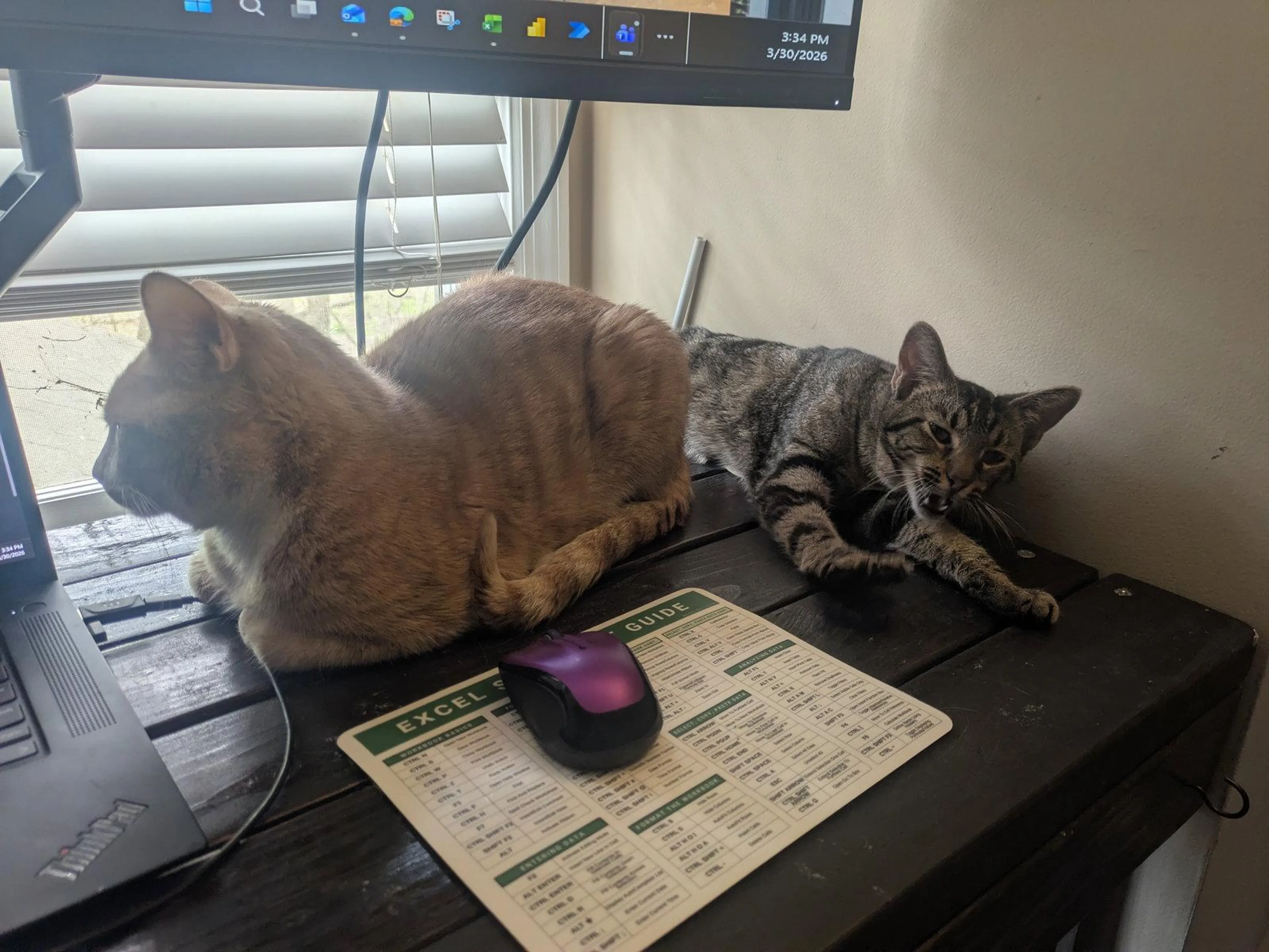 Found pet-2