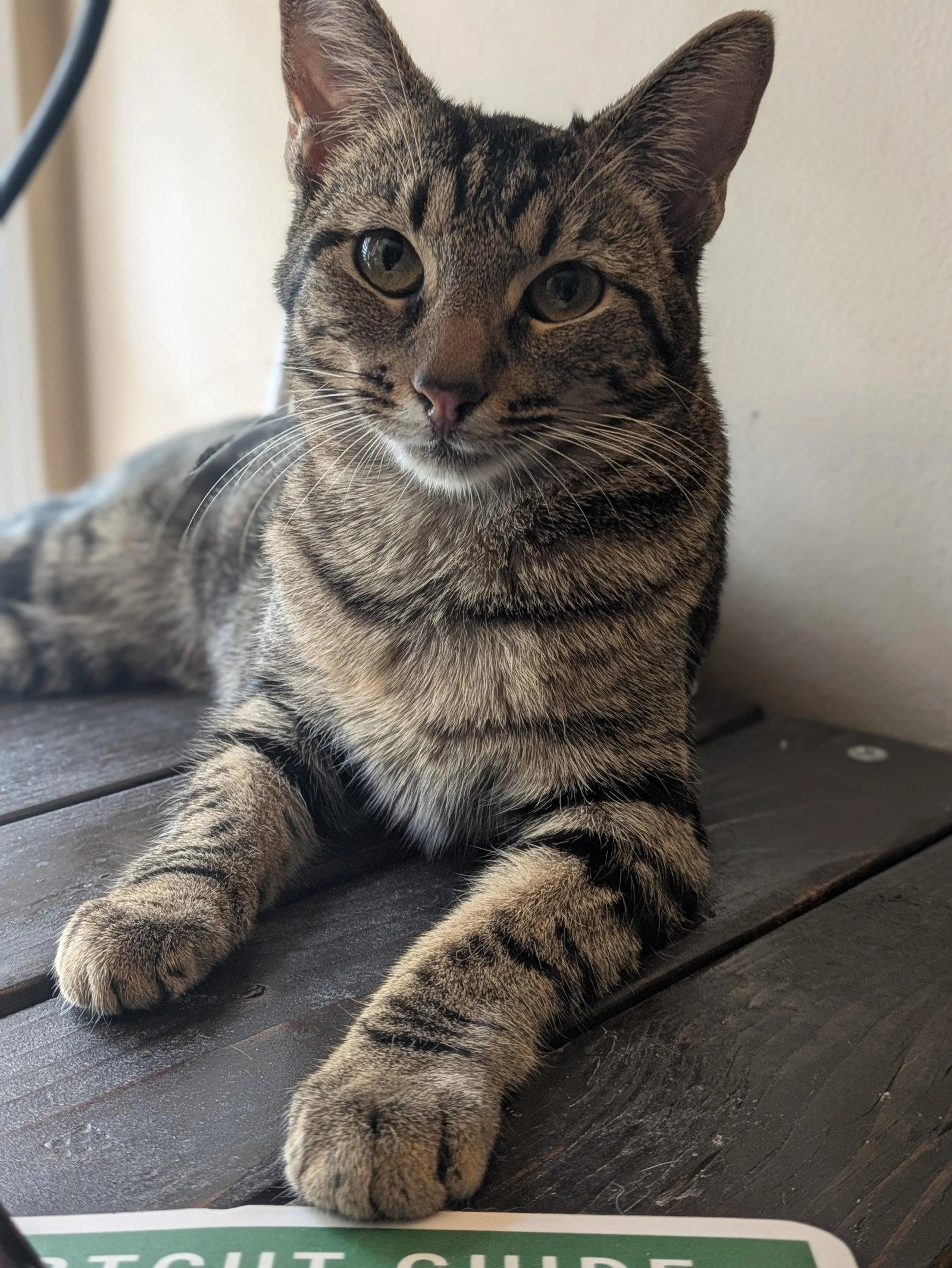 Found pet-1