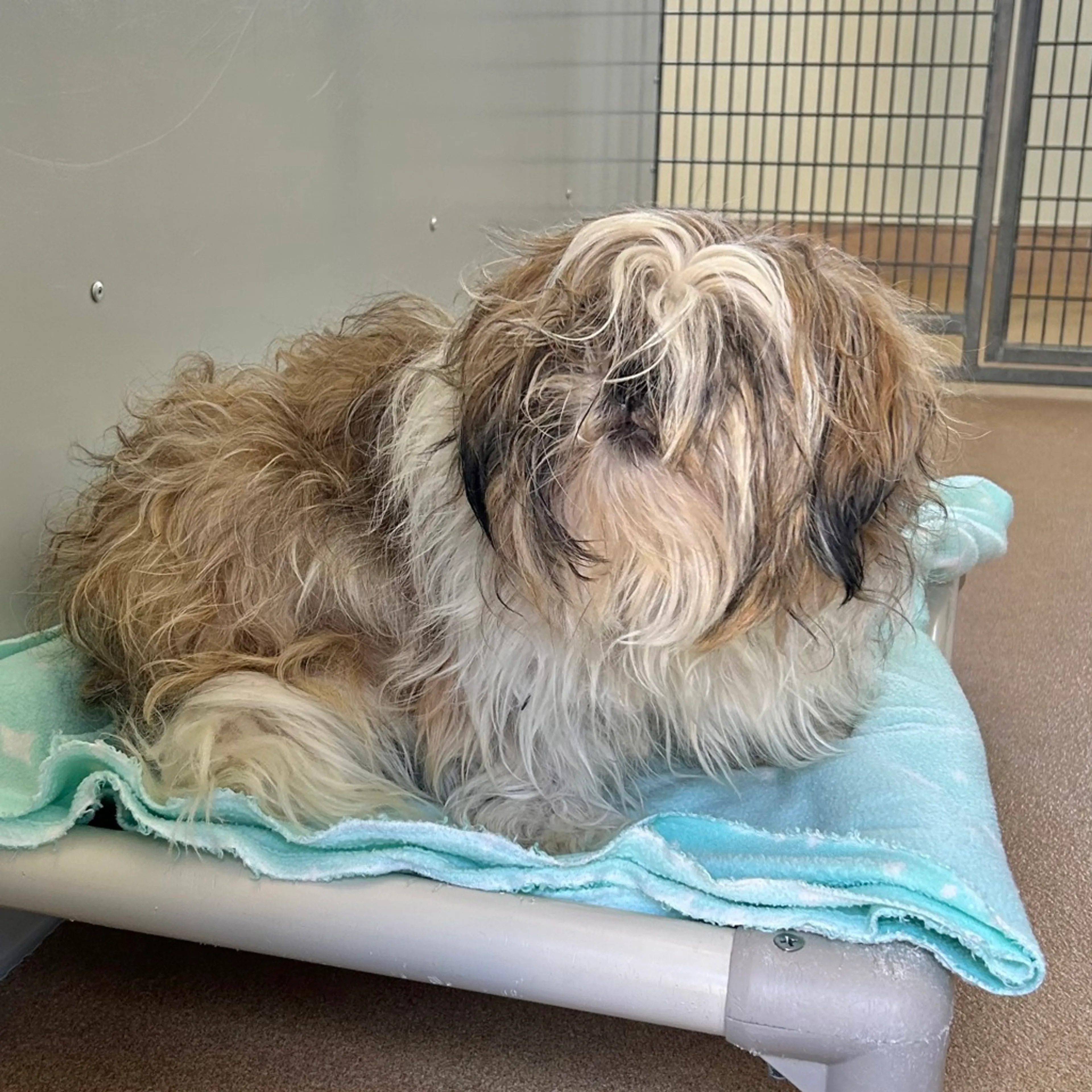Found pet-1