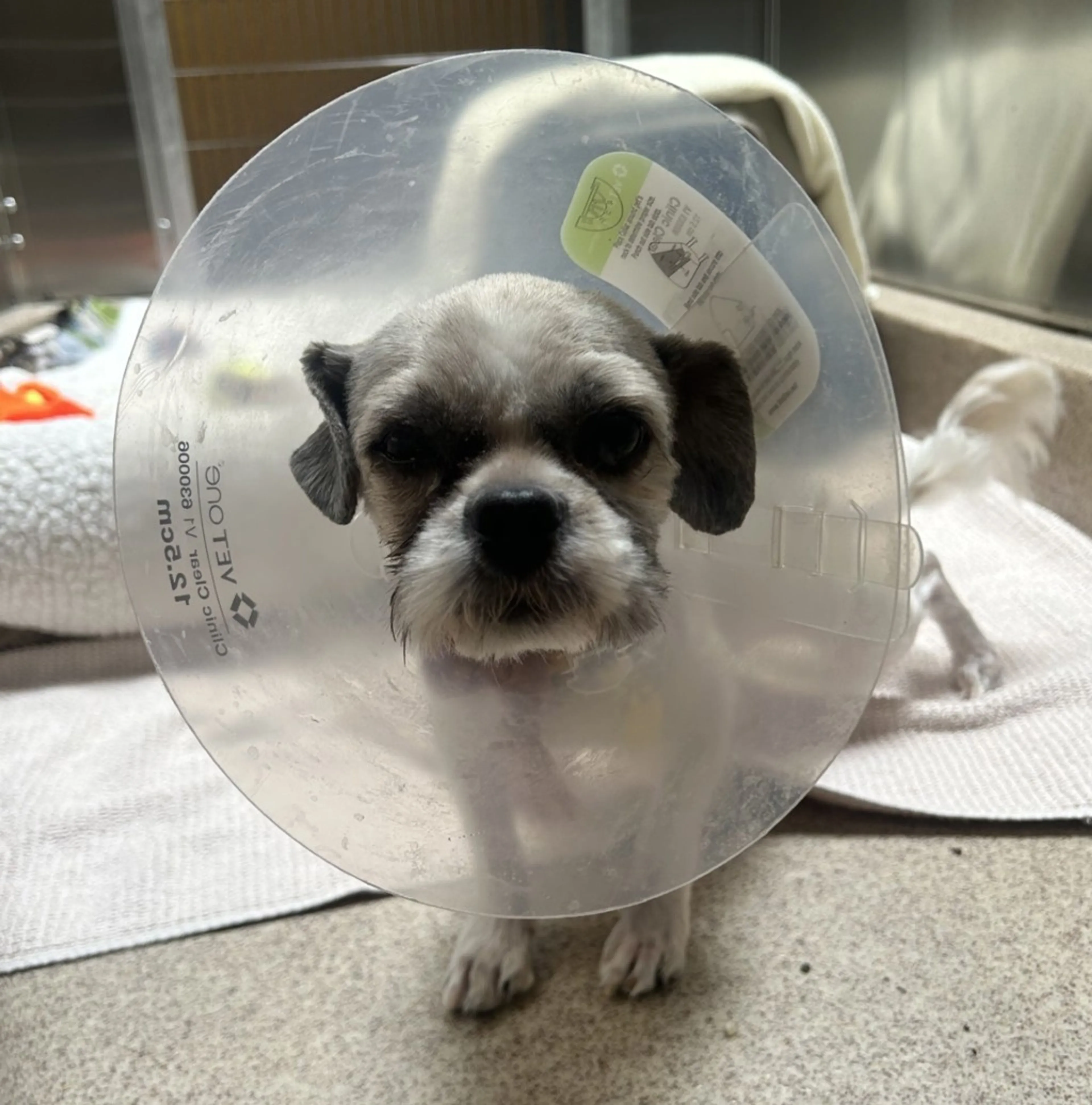 Found pet-0