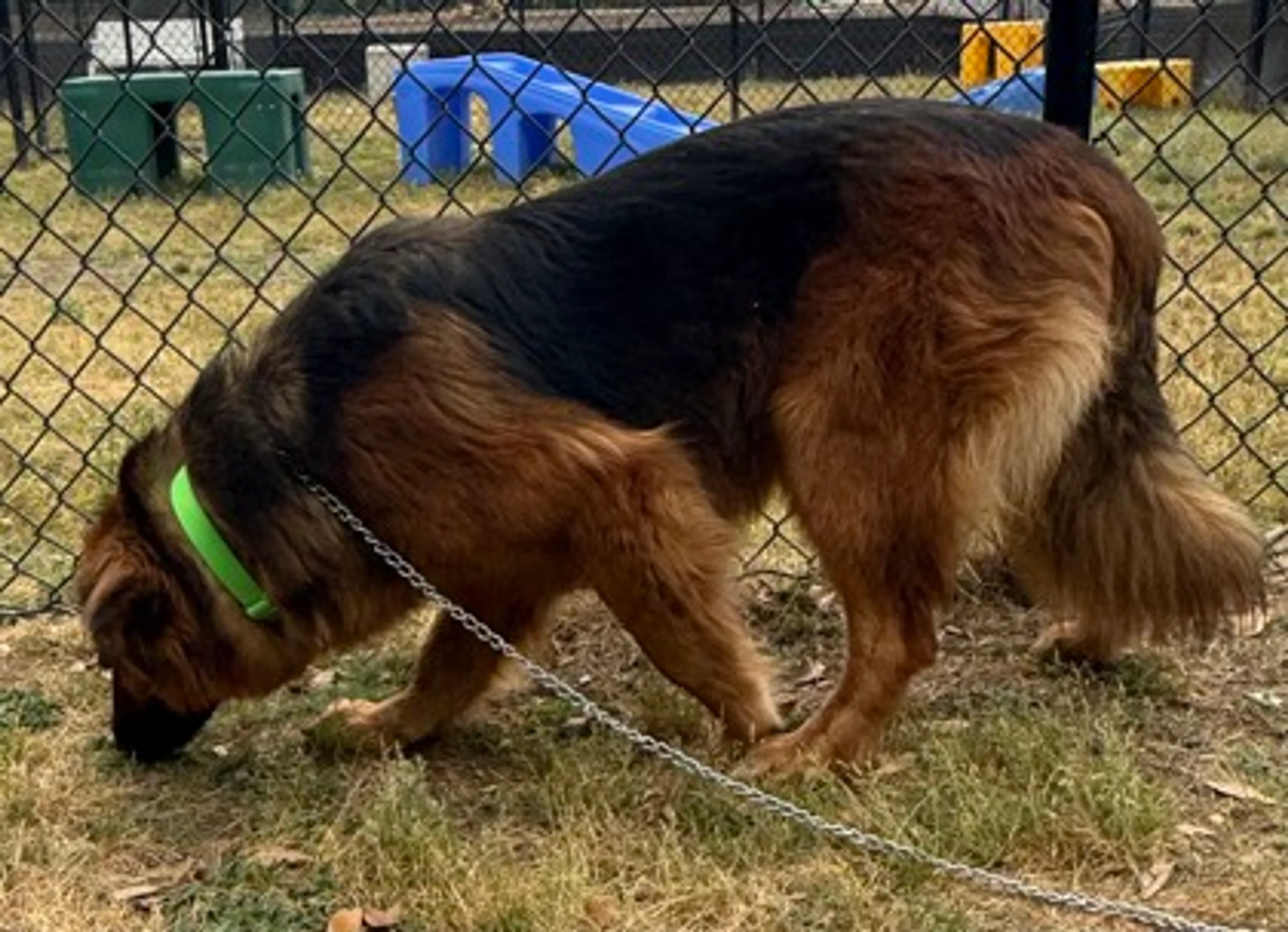 Found pet-2