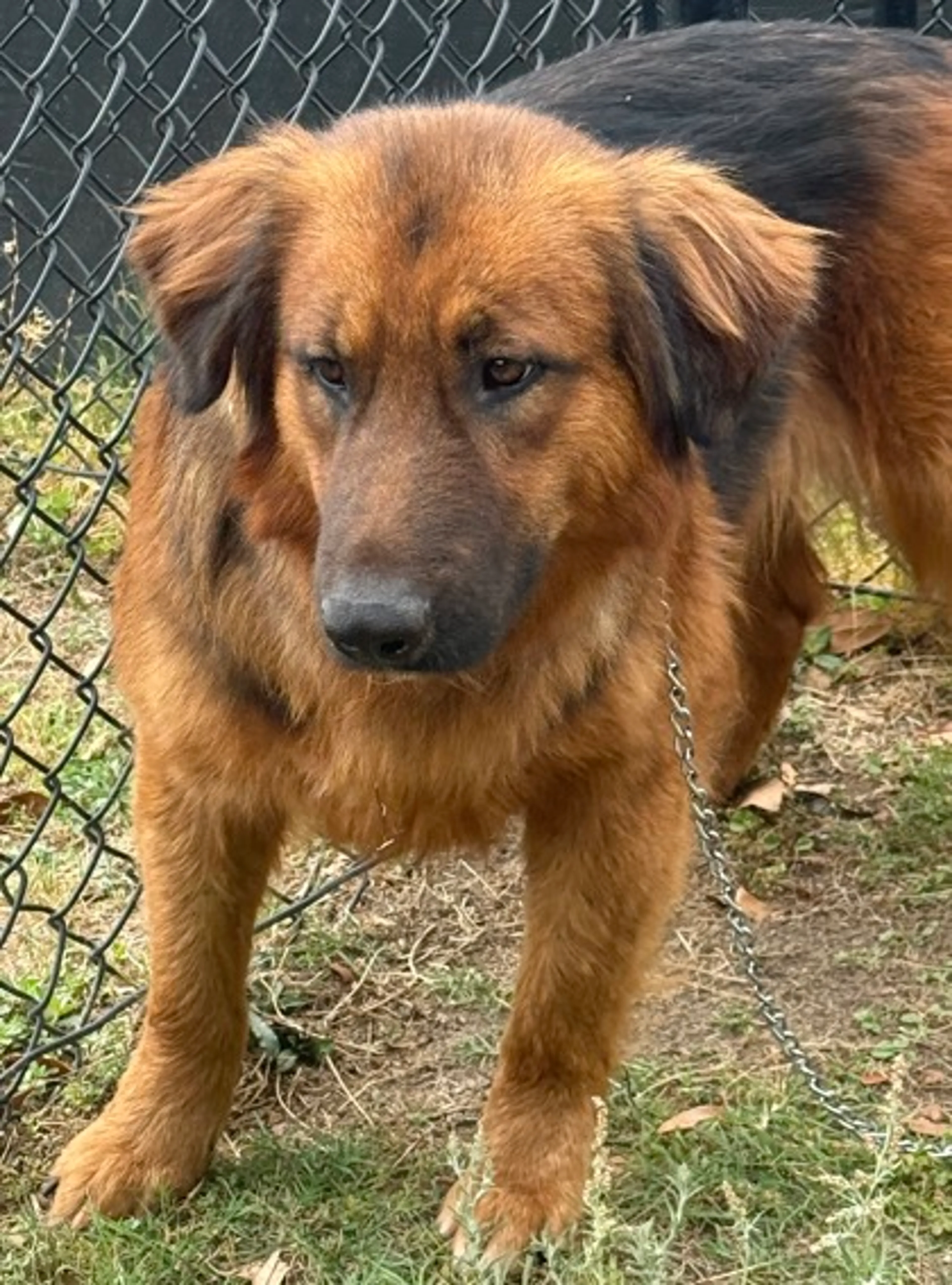 Found pet-1
