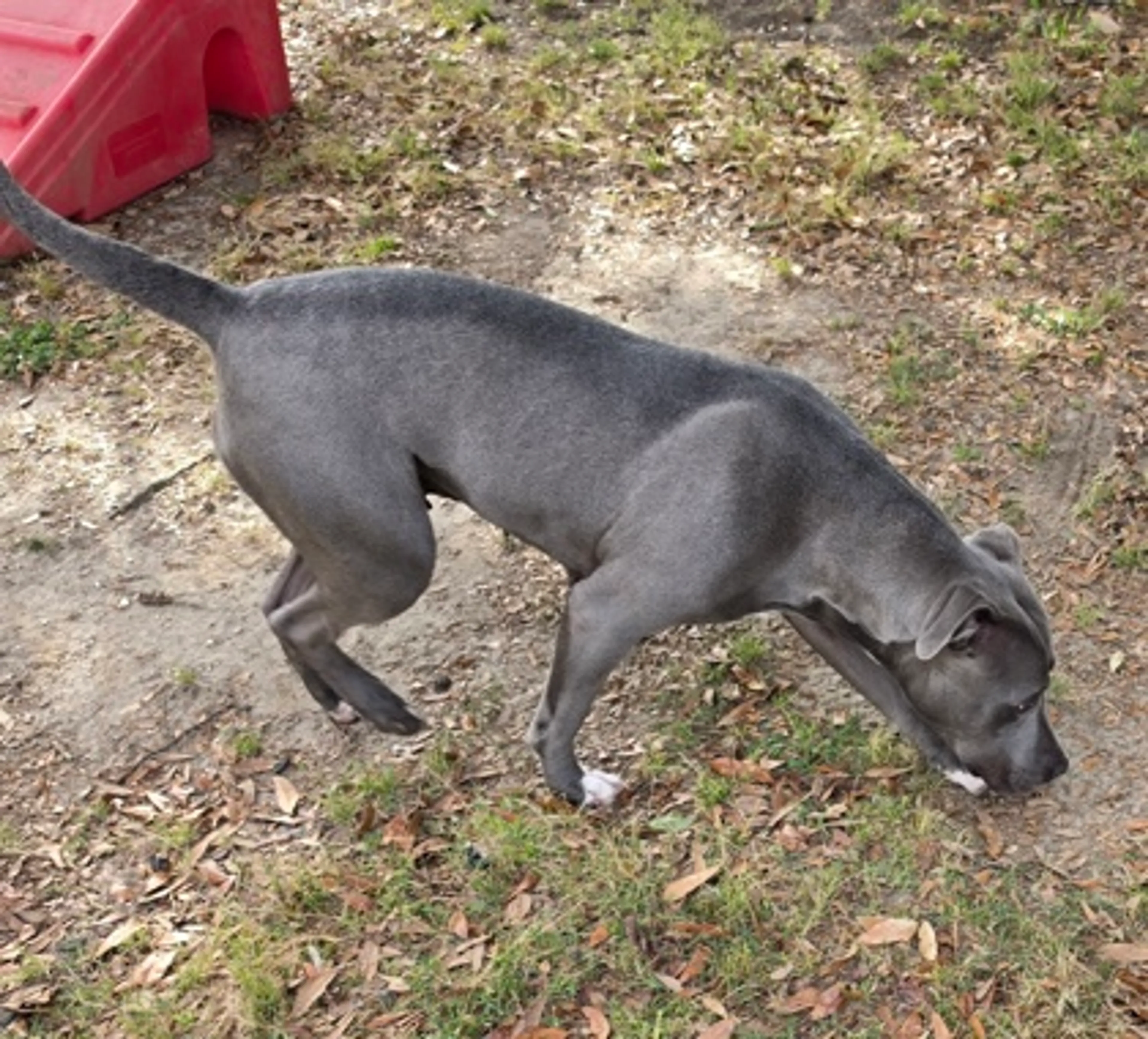 Found pet-2