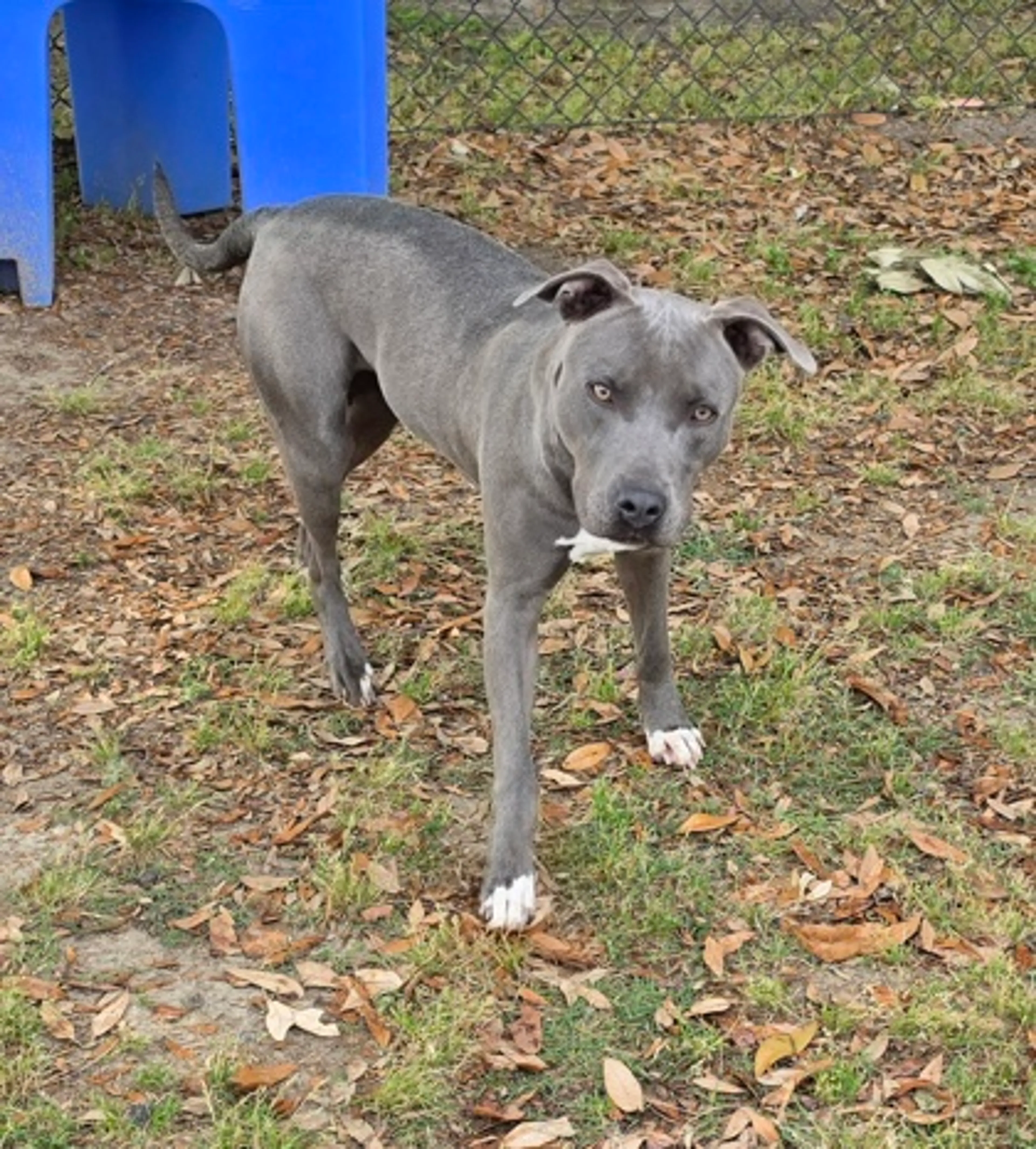 Found pet-1