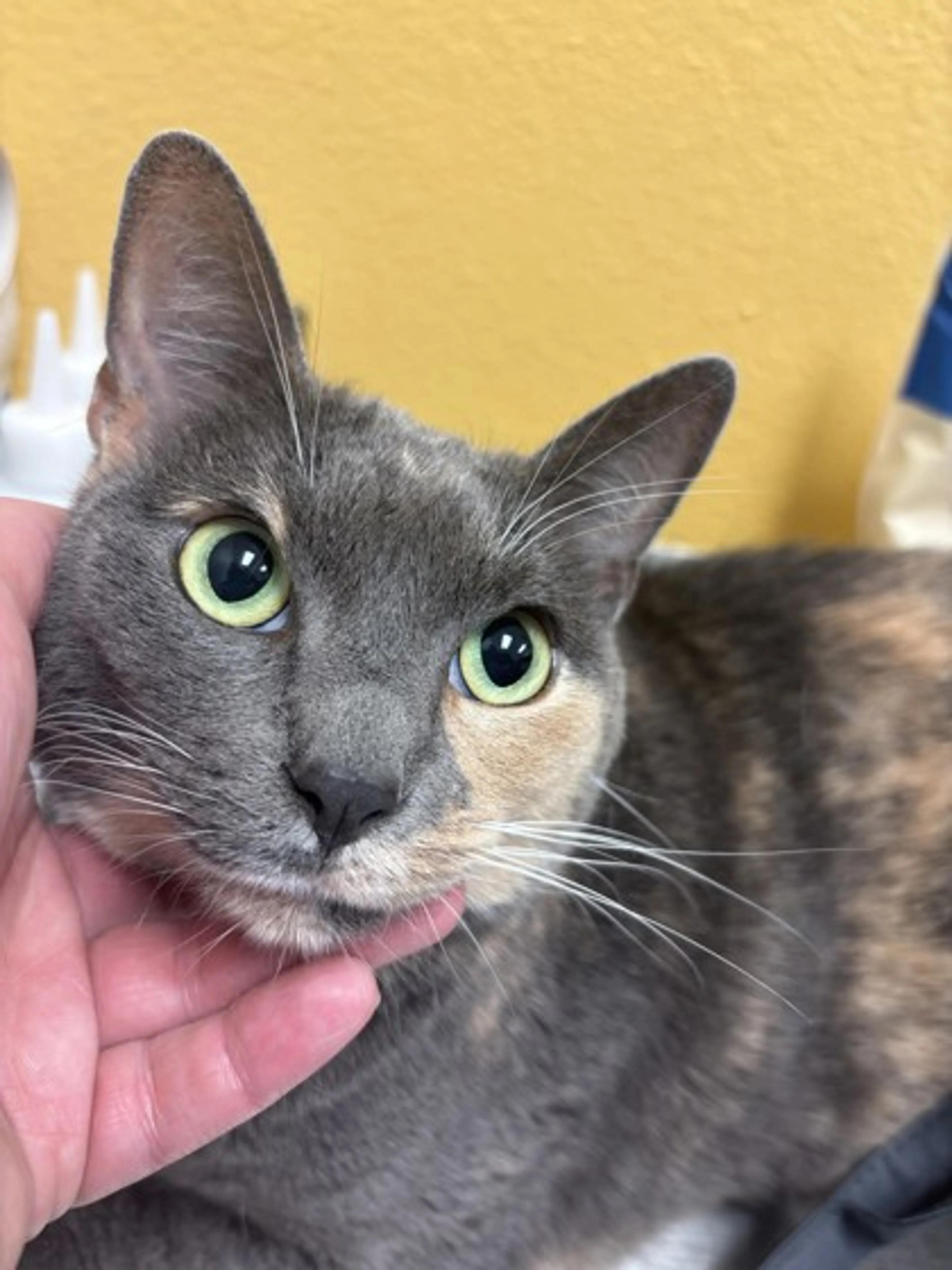 Found pet