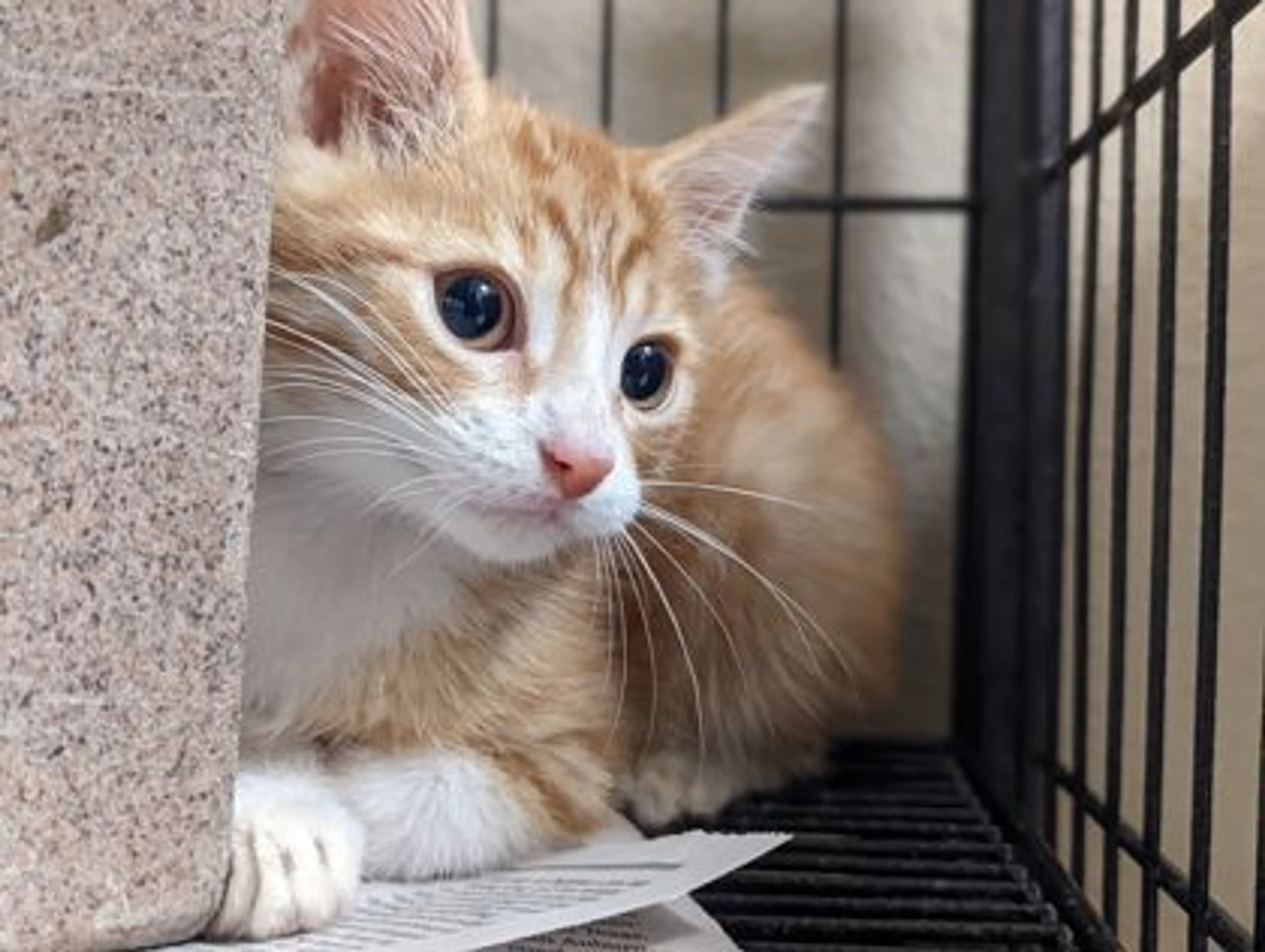 Found pet-1