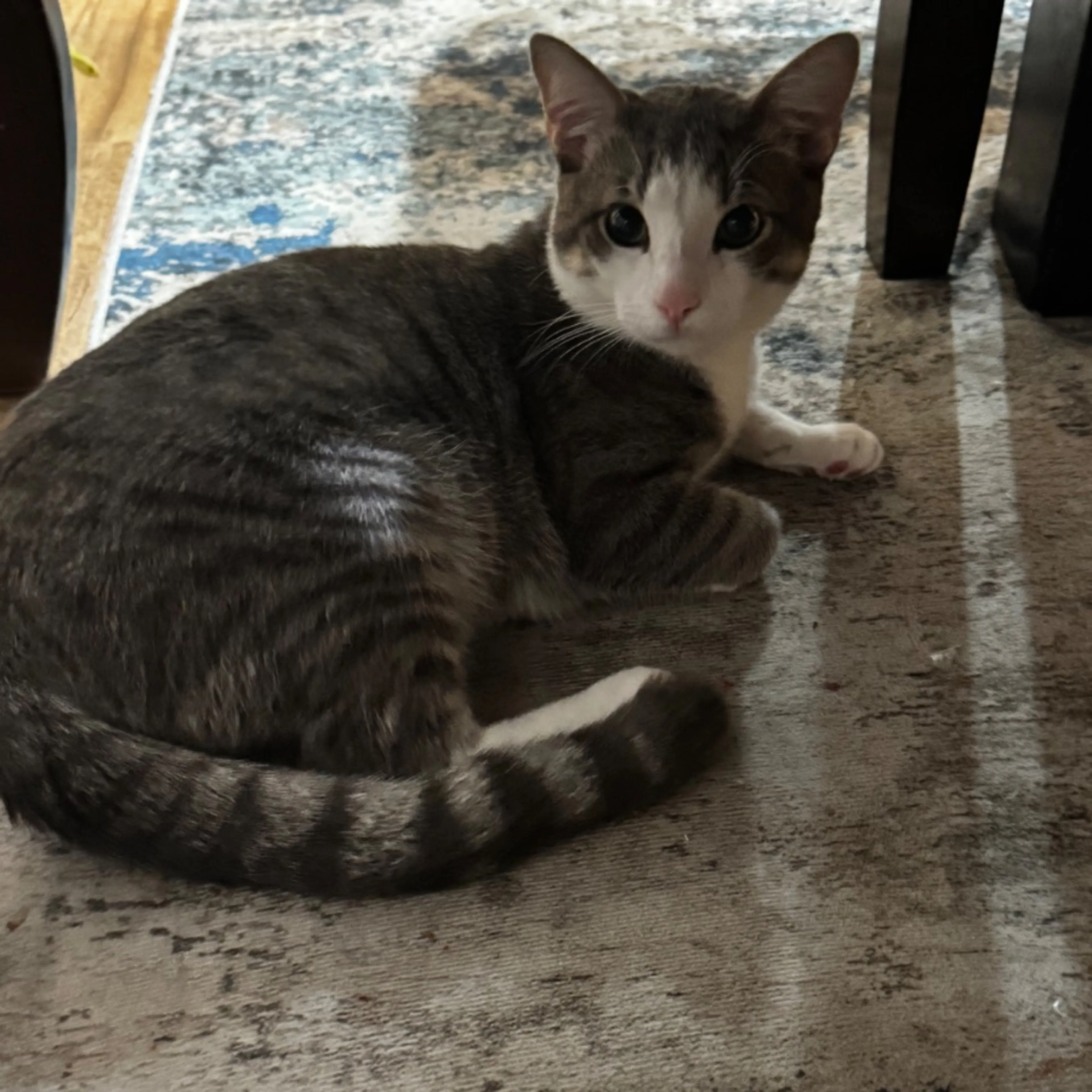 Lost pet