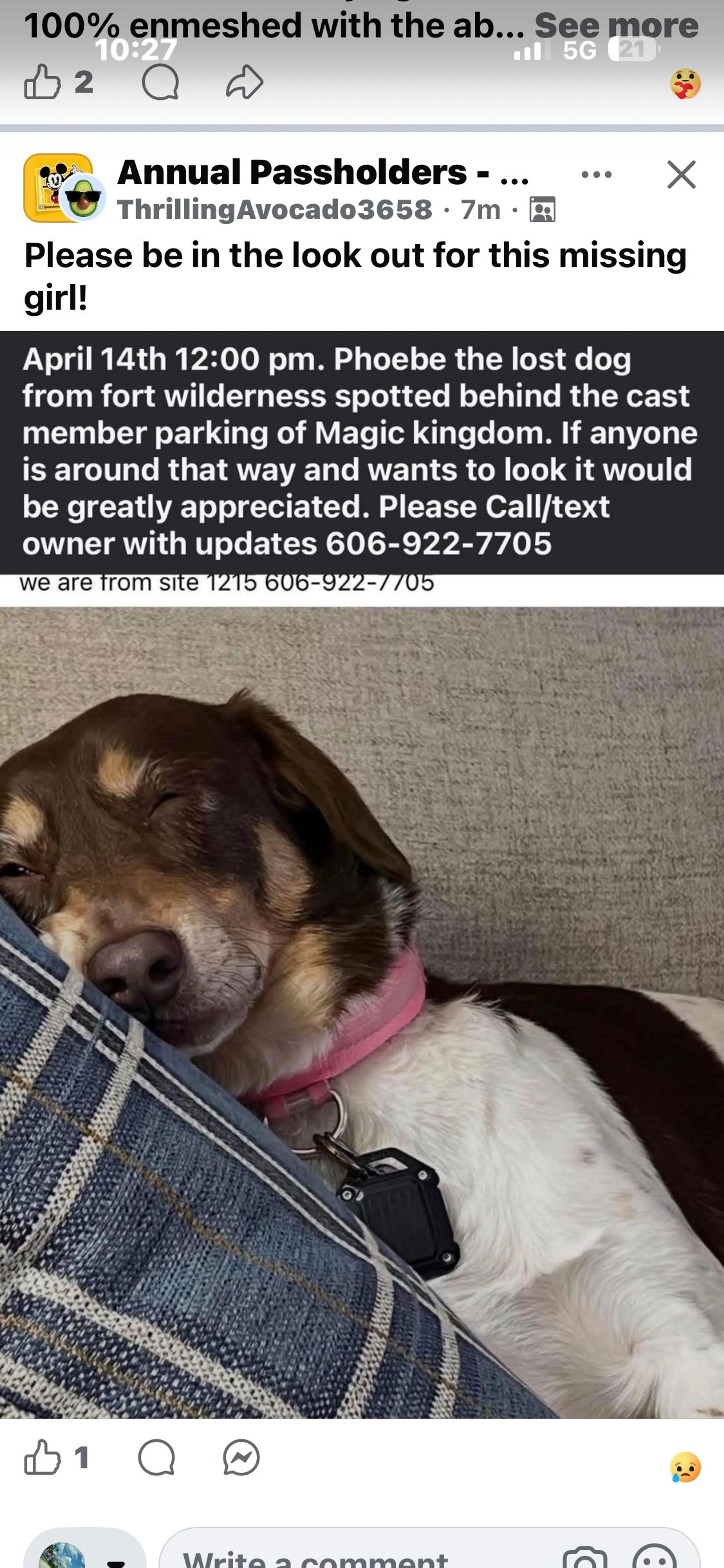 Lost pet-0