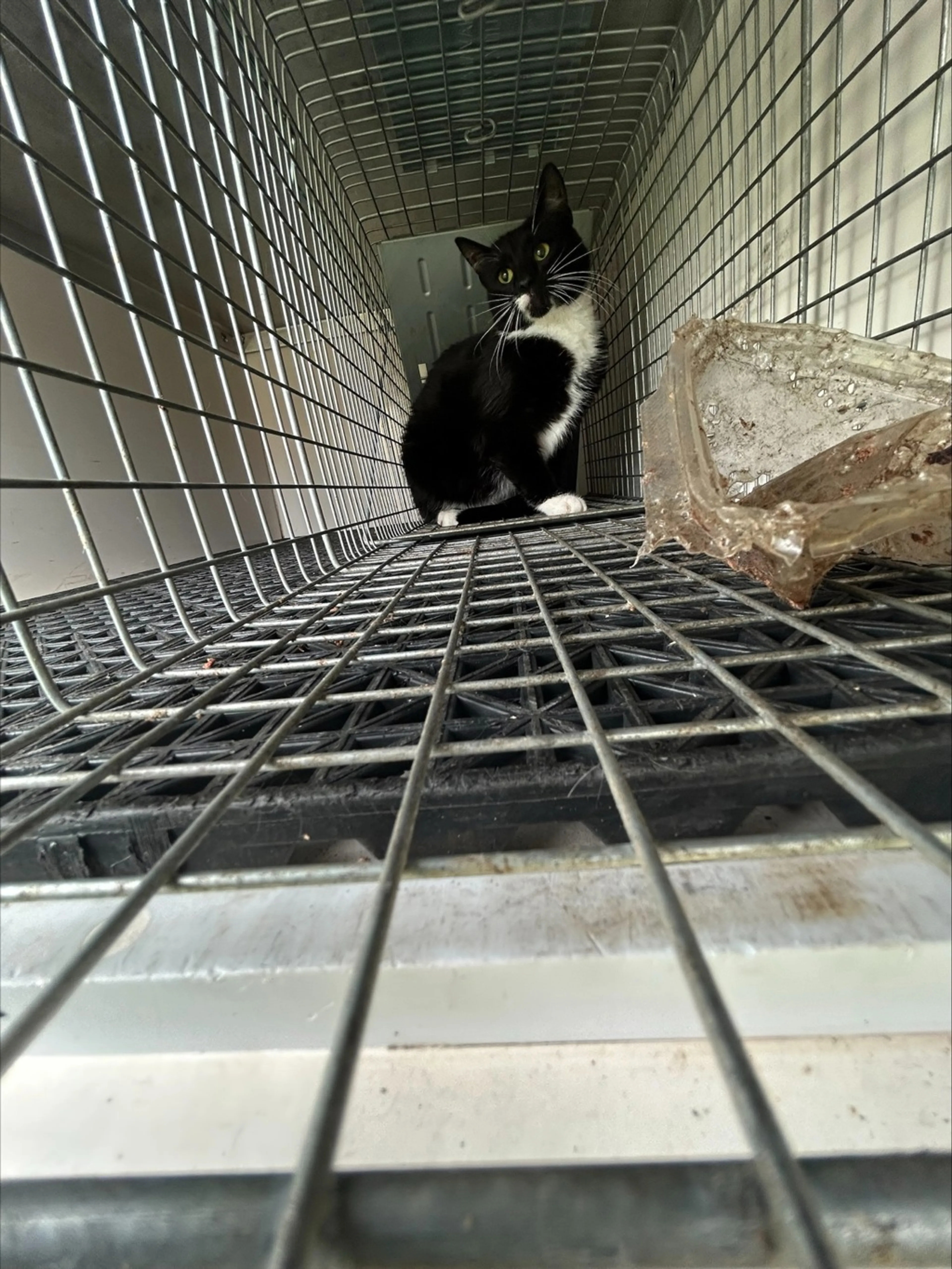 Found pet-2