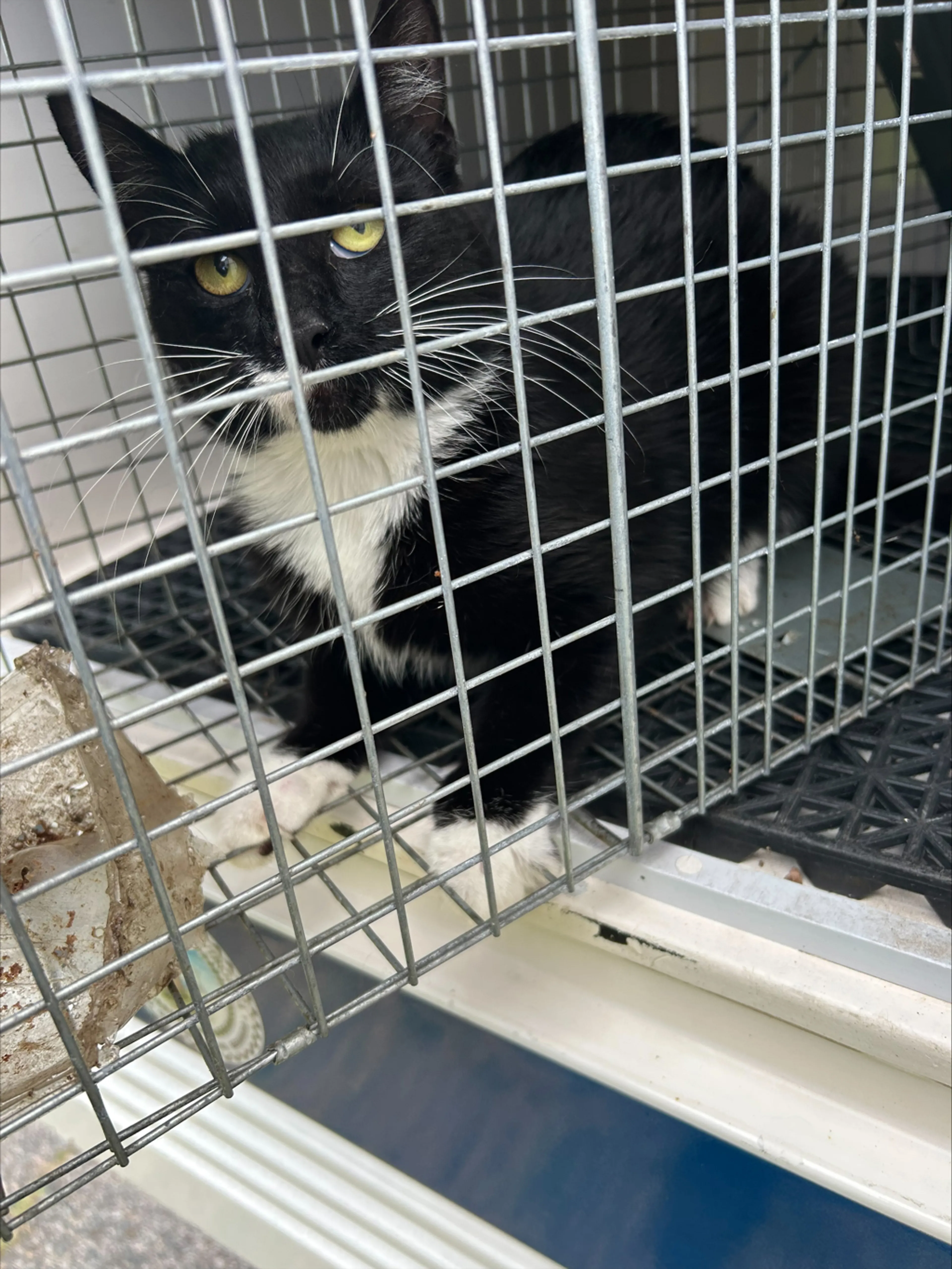 Found pet-1