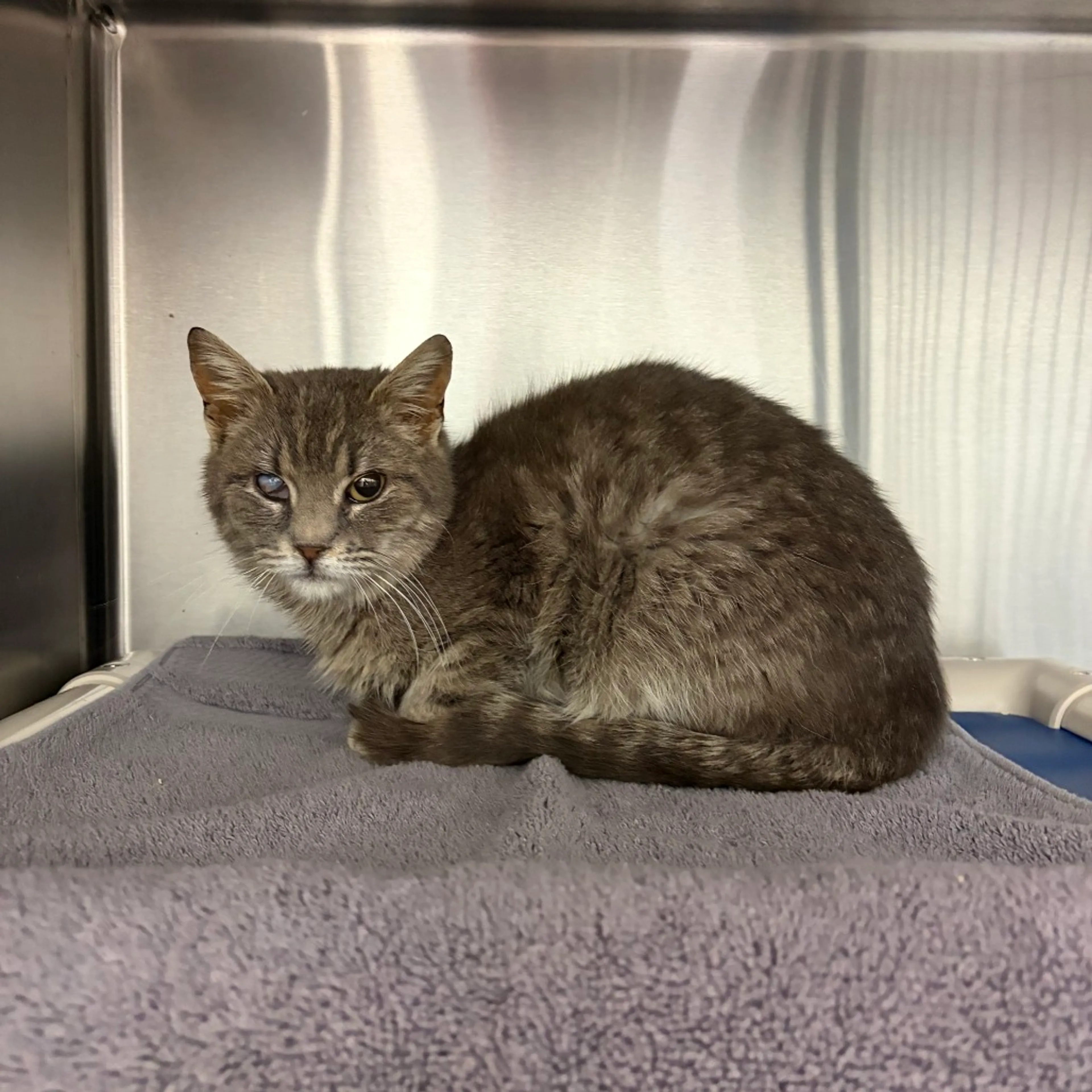 Found pet-4