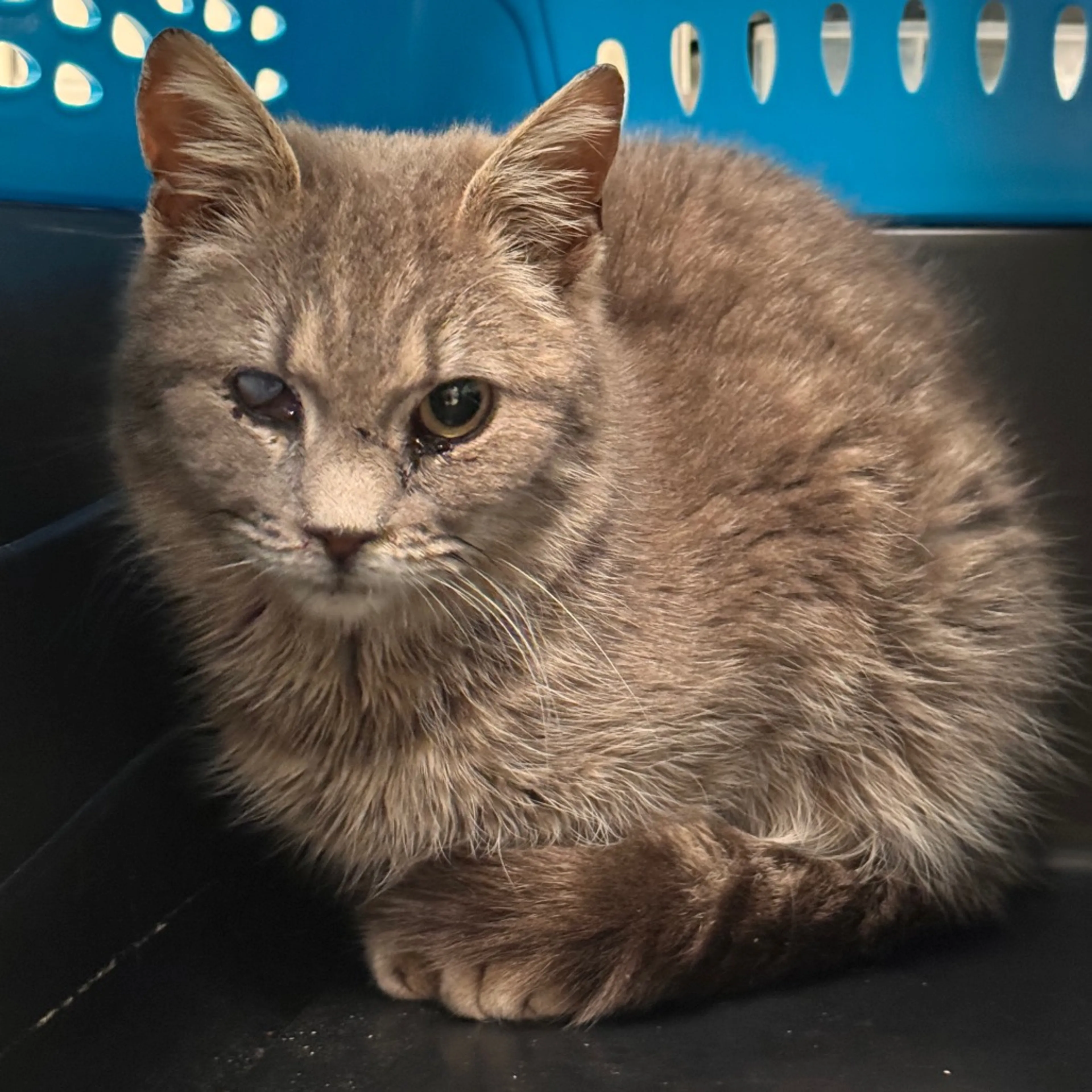 Found pet-3