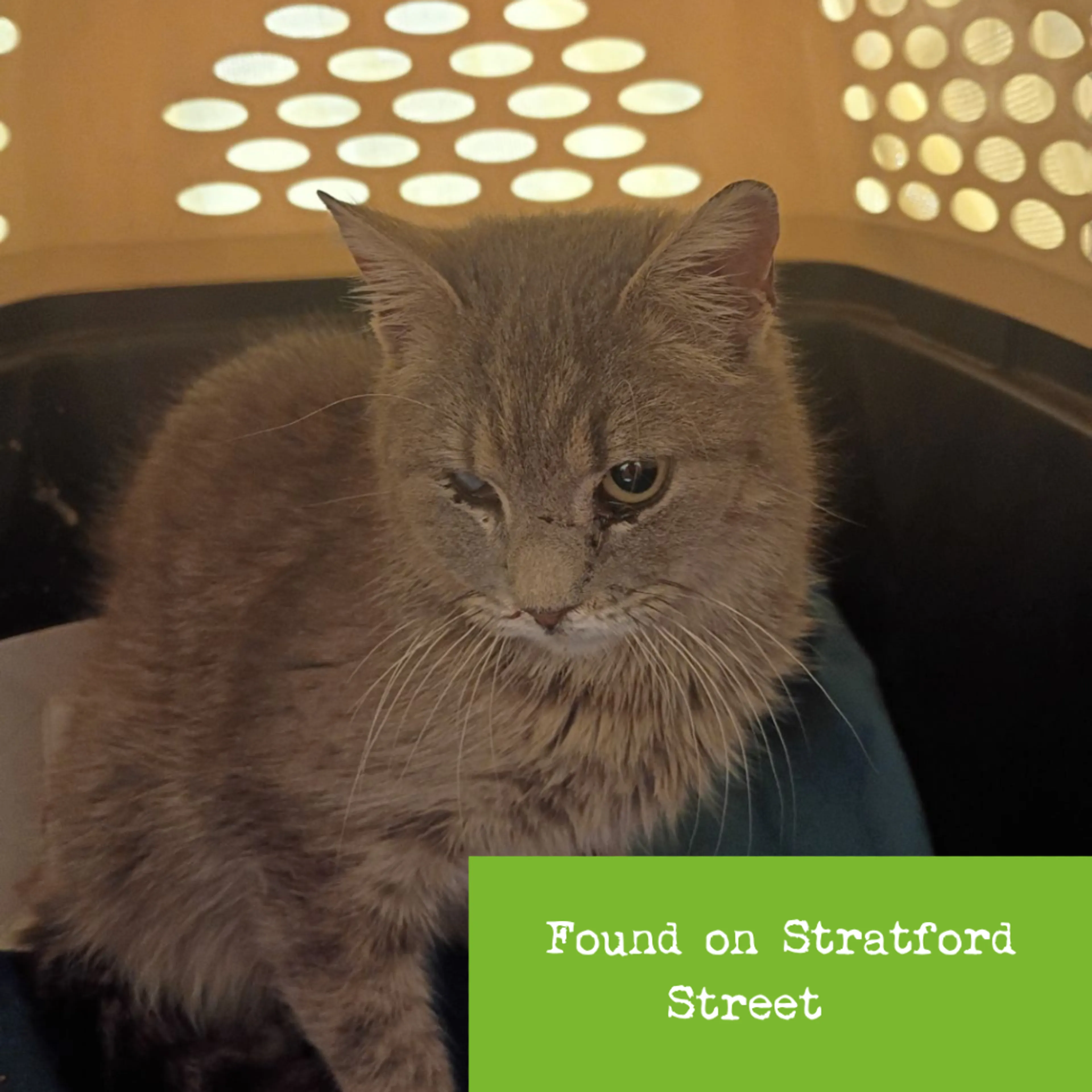 Found pet-2