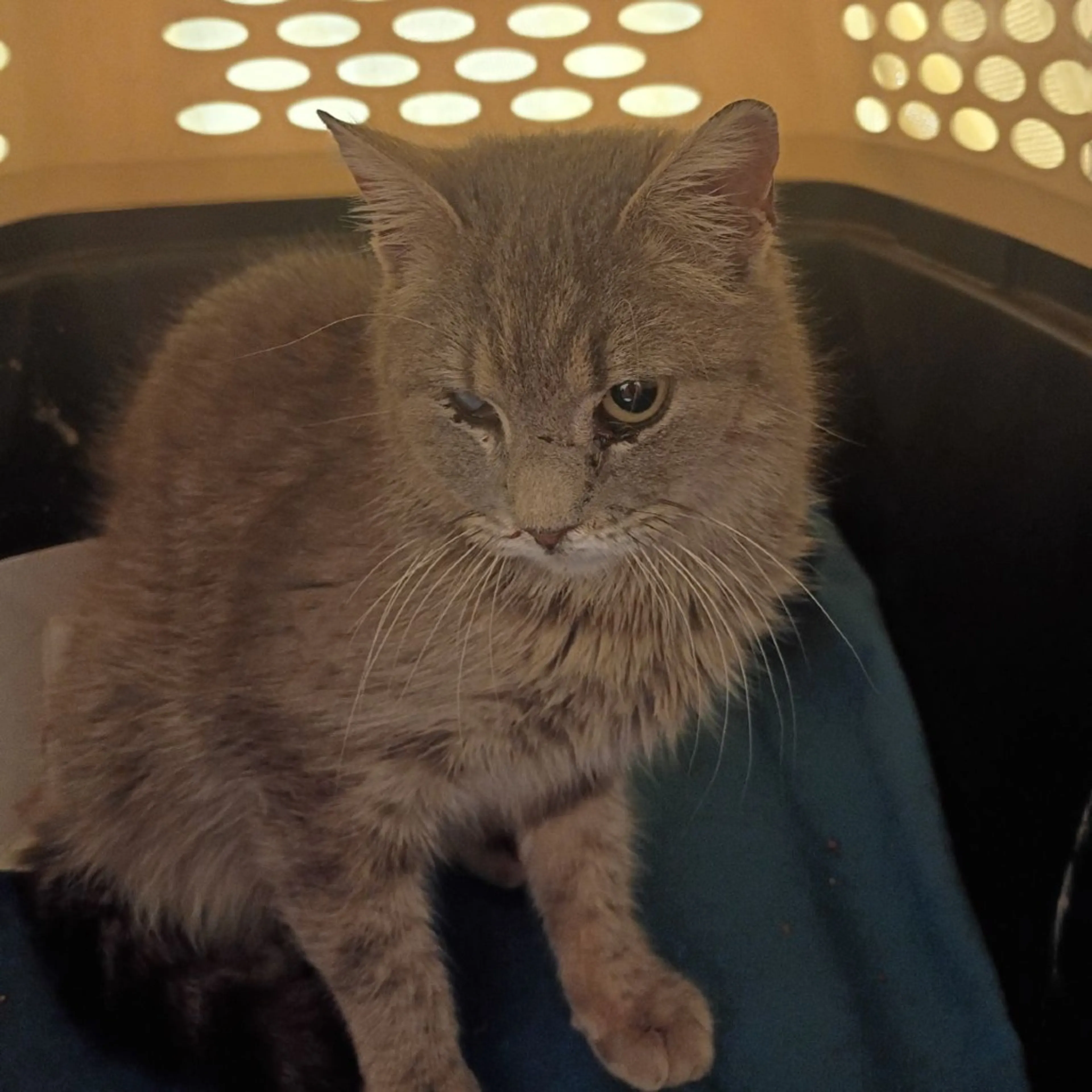 Found pet-1
