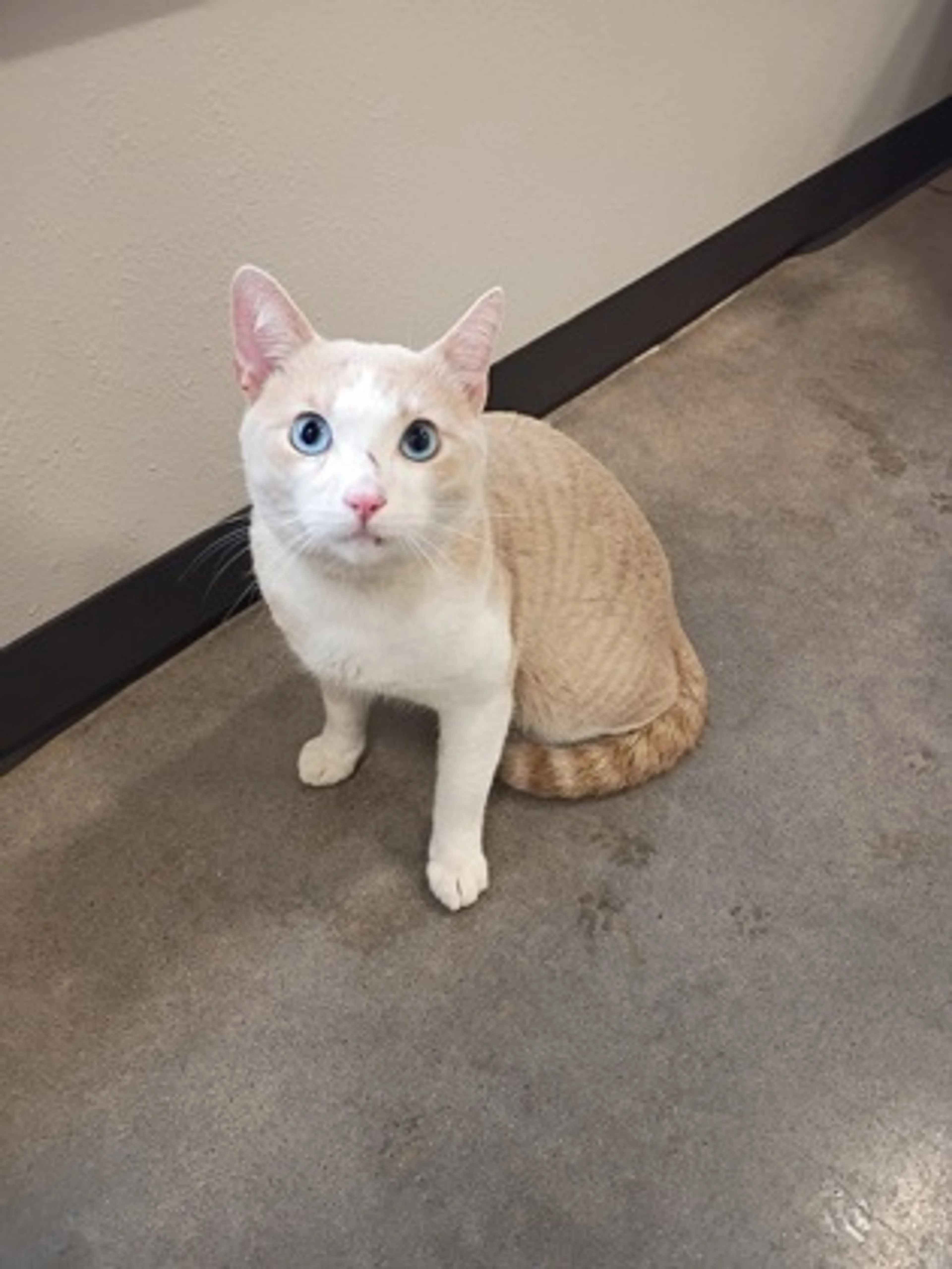Found pet-1