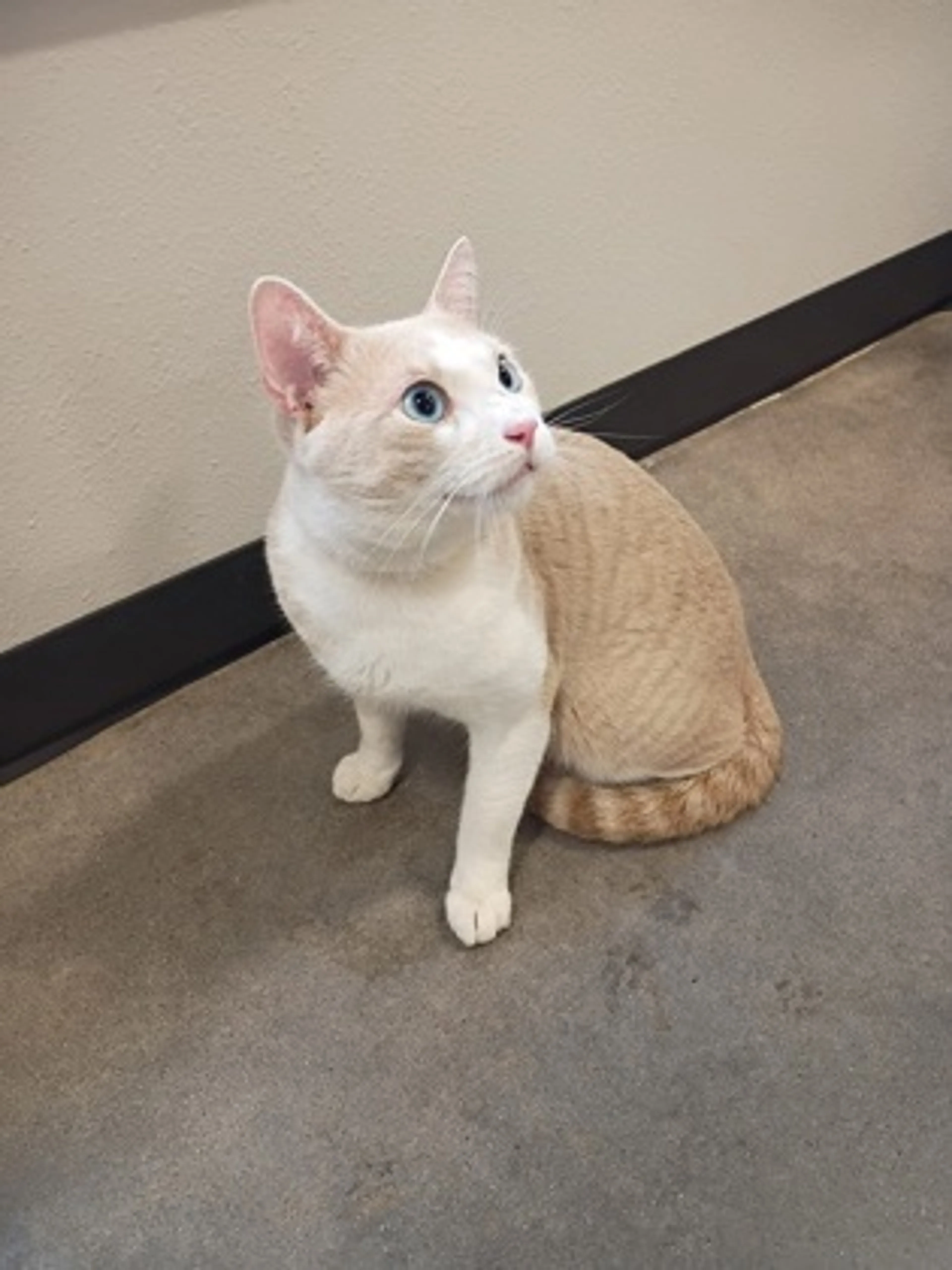 Found pet-0