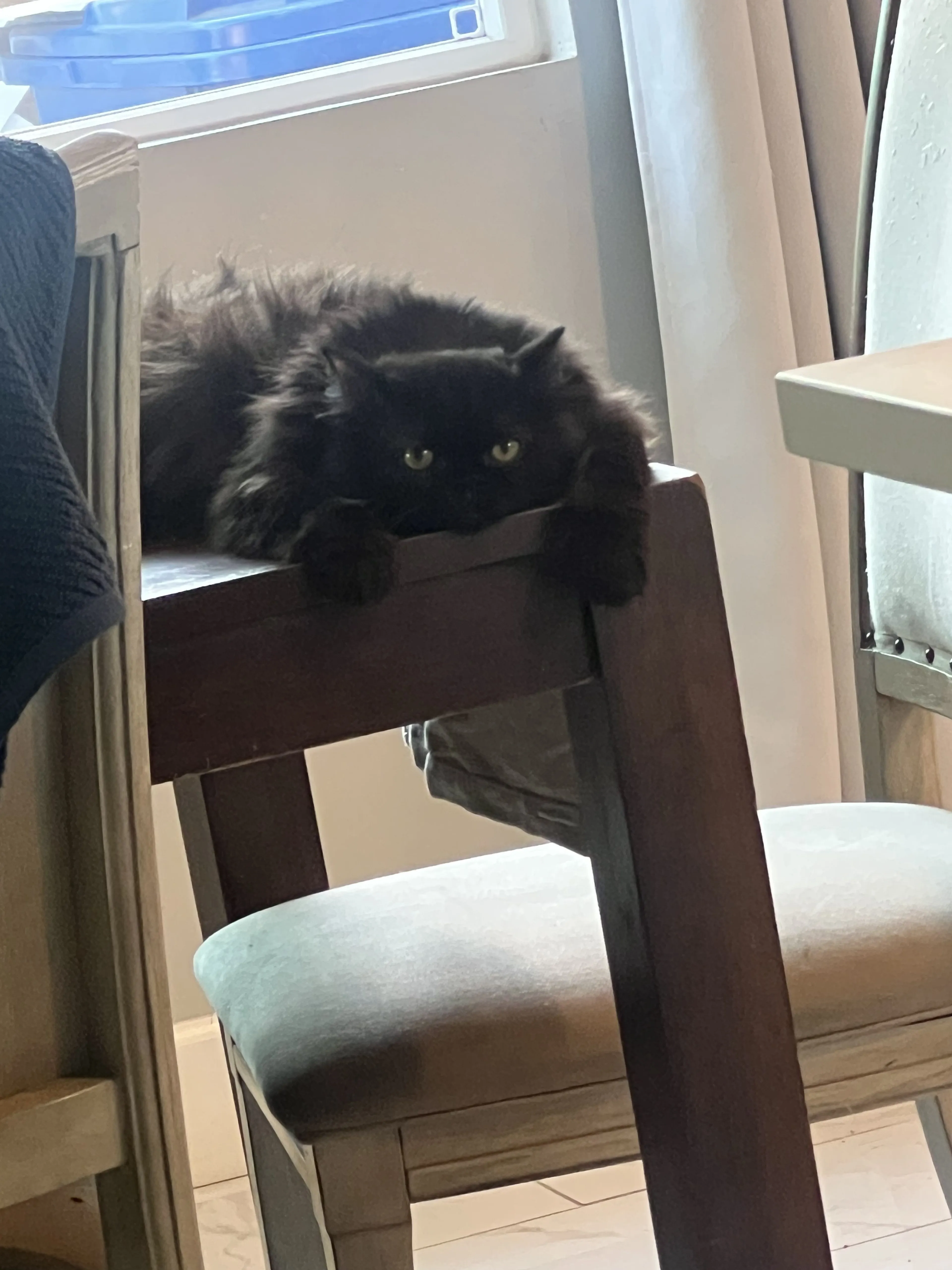 Lost pet-1