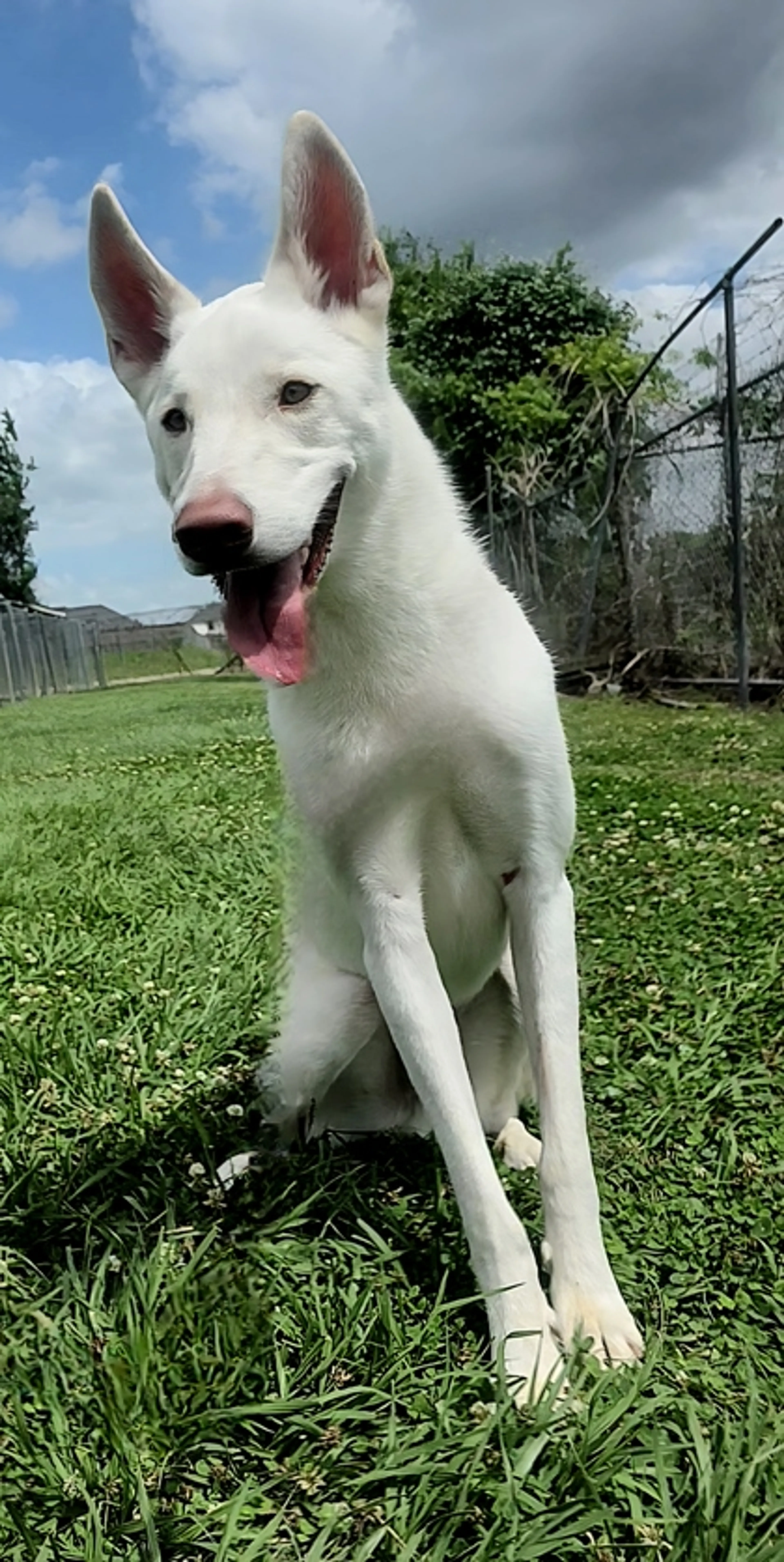 Found pet-0