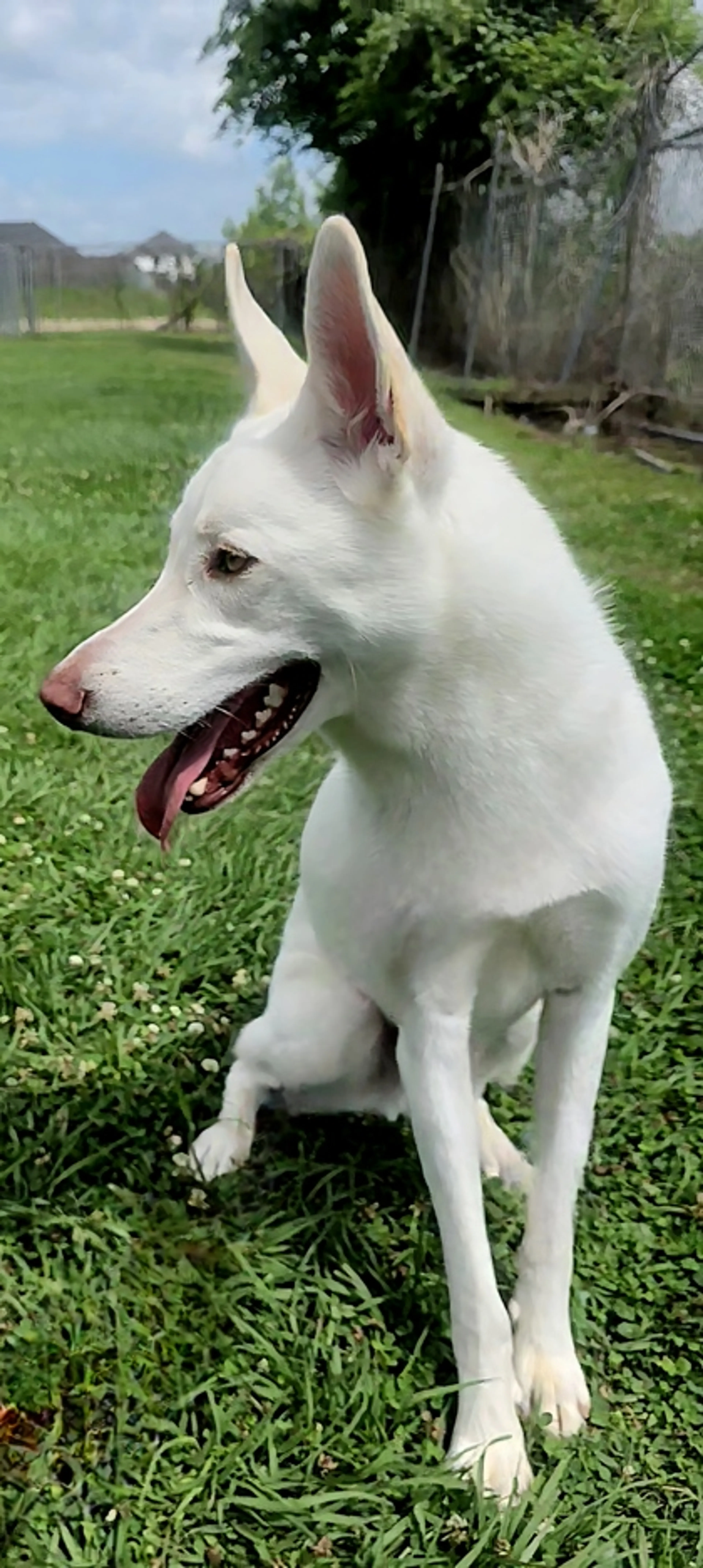 Found pet-1